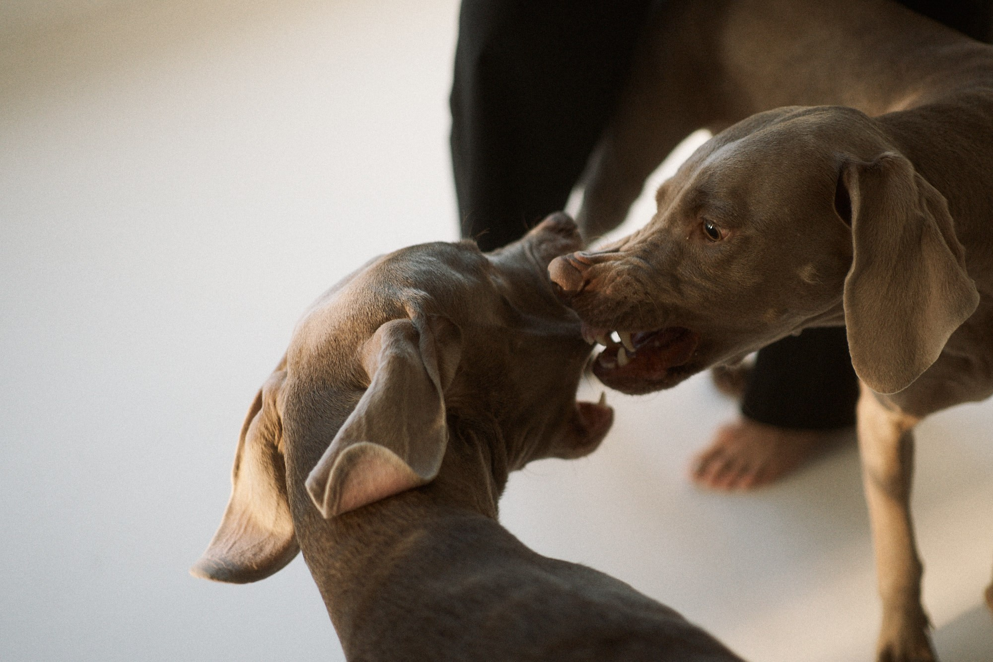 Сестры. Фотограф анималист Москва Дарья