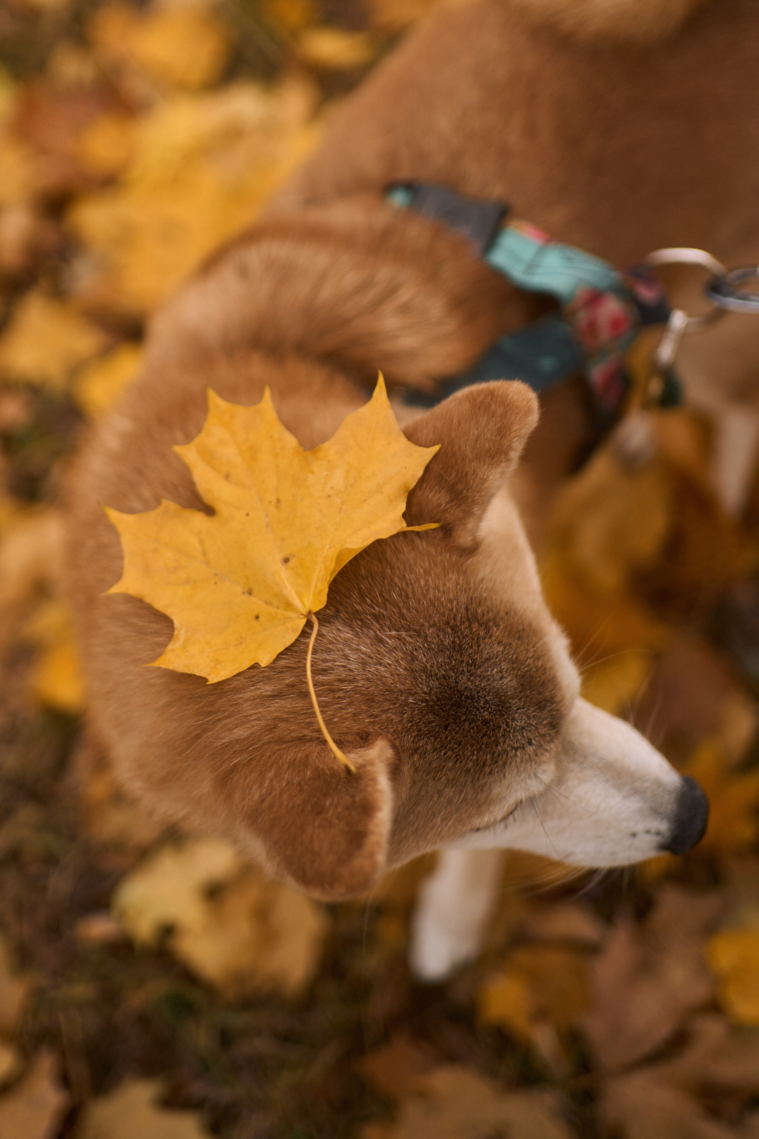 Осенние Уши. Фотограф анималист Москва Дарья