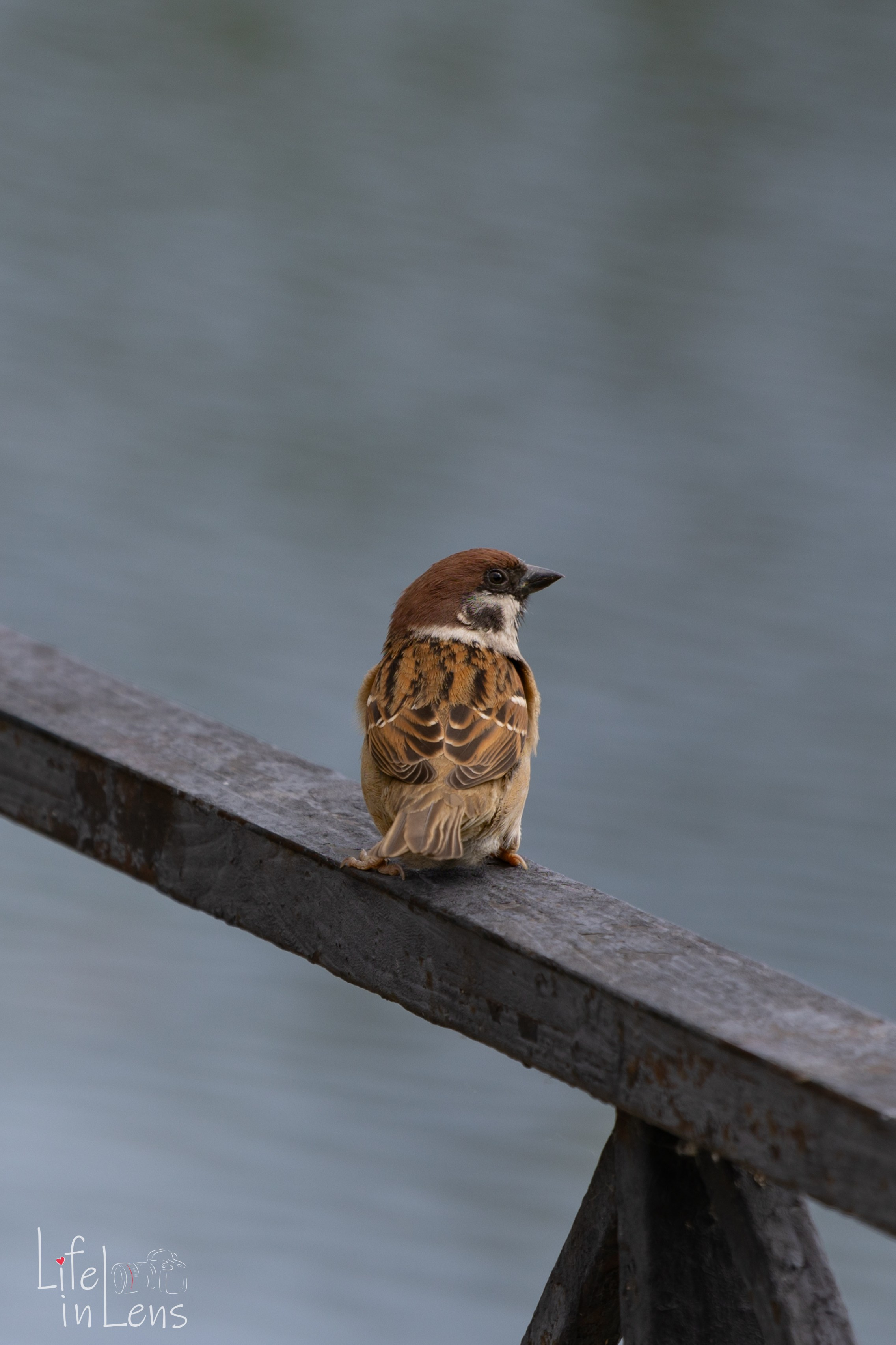 Парк Кузьминки. Фотограф, получающий удовольствие от своей работы