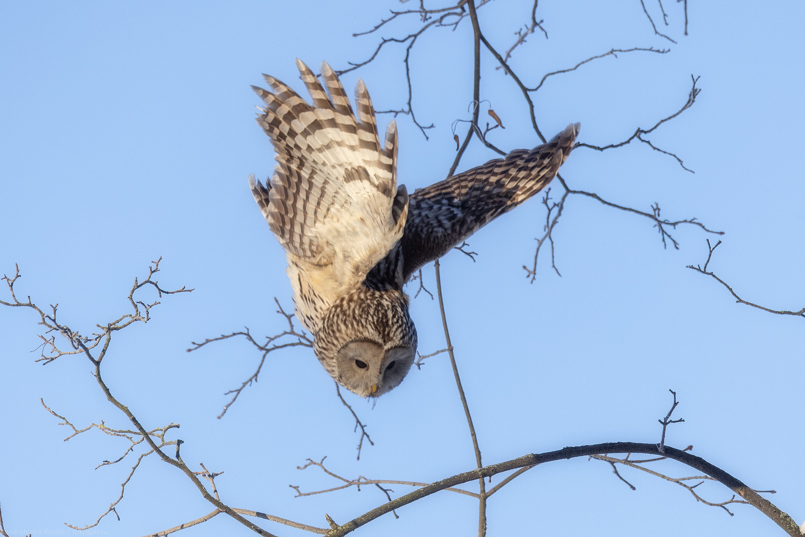 Длиннохвостая неясыть. Архитектурный и пейзажный фотограф Кондратенко Руслан, Санкт-Петербург