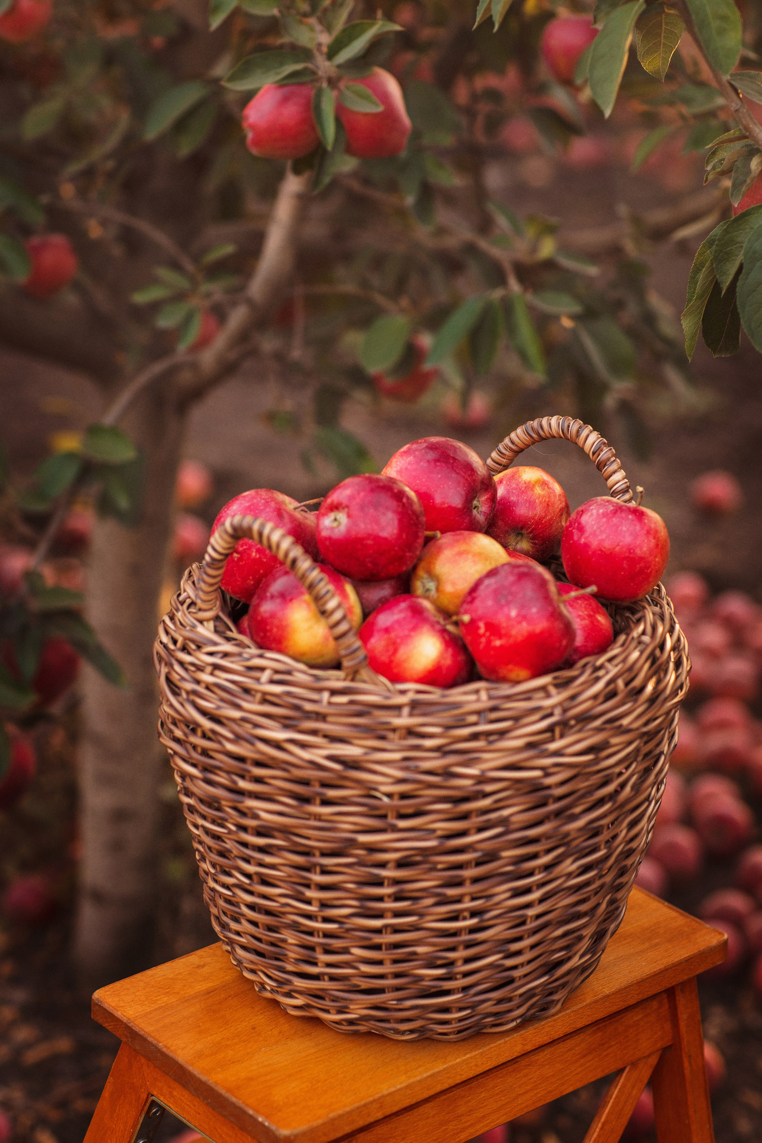 Сбор урожая Яблок. Семейный и детский фотограф в Краснодаре Анна Трашкова