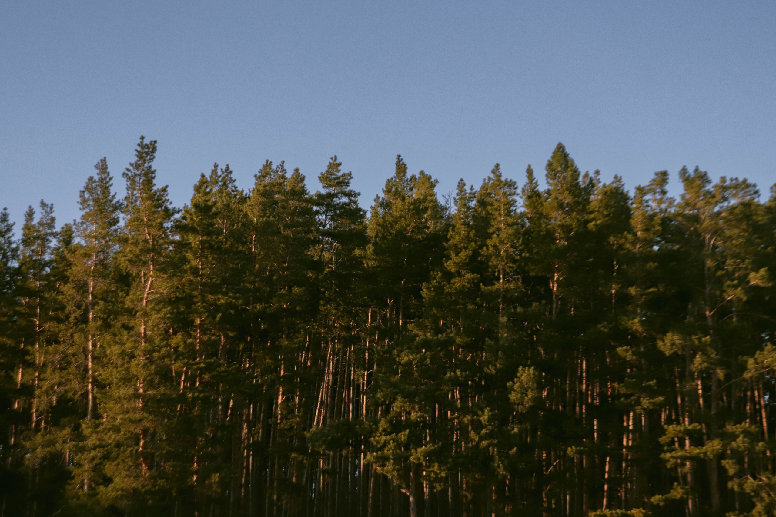 Альметьевск. Фотограф и видеограф в Бугульме Аня Трутнева