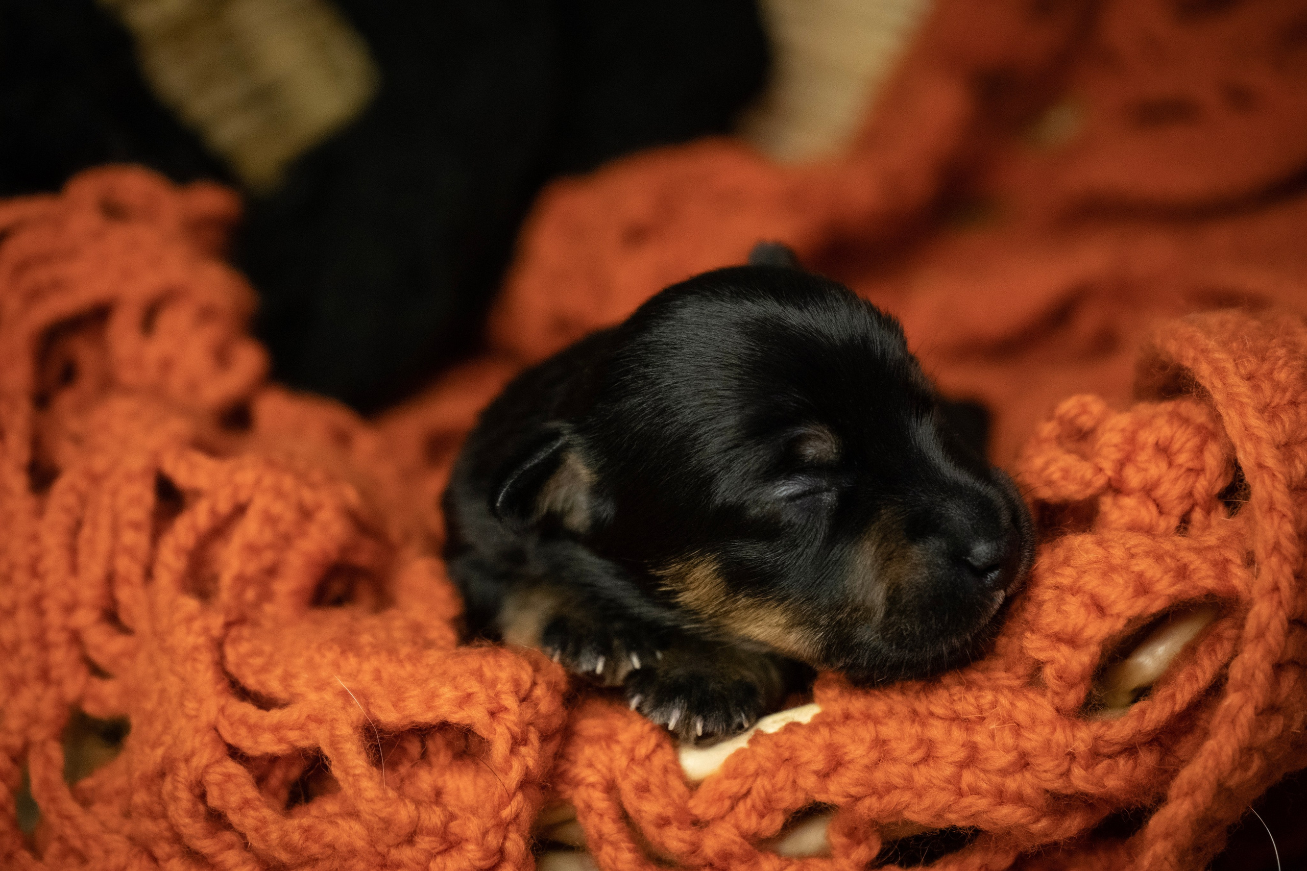 Фотосессии Пушистиков. Фотограф в Санкт-Петербурге Виктория Барышникова