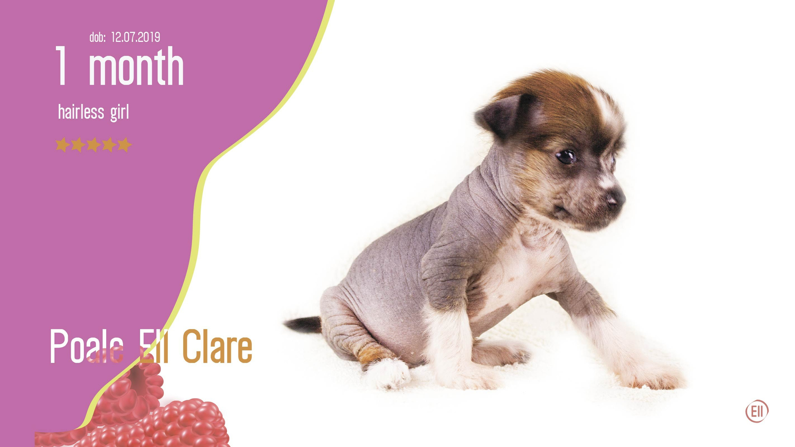 Litter C. Chinese Crested Dog Kennel Poale Ell