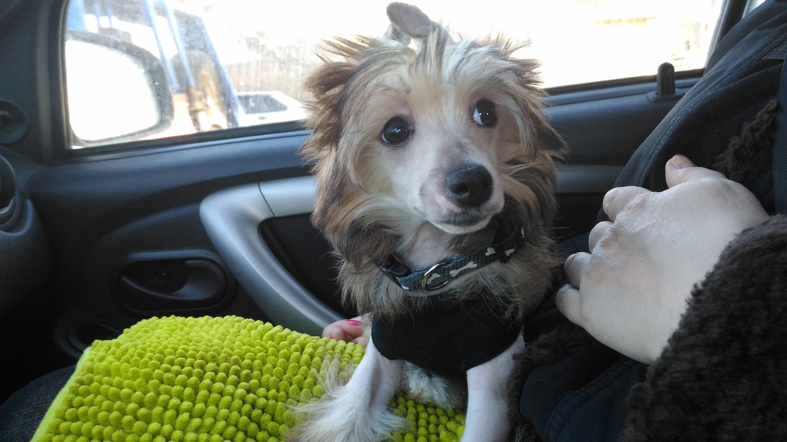 Lux, a new member of the family. Poale Ell Chinese Crested Dog Kennel: Buy a puppy from the kennel