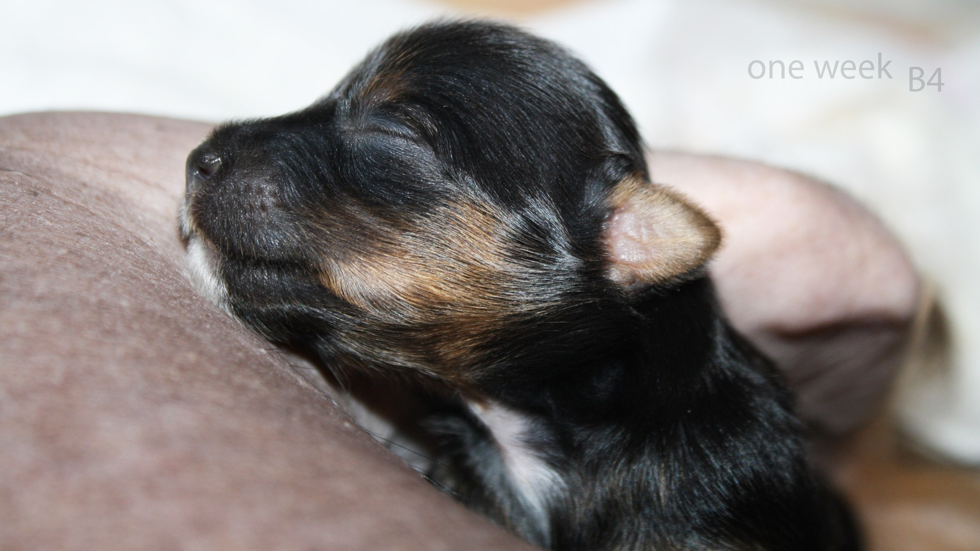 Poale Ell Bazhen. Chinese Crested Dog Kennel Poale Ell