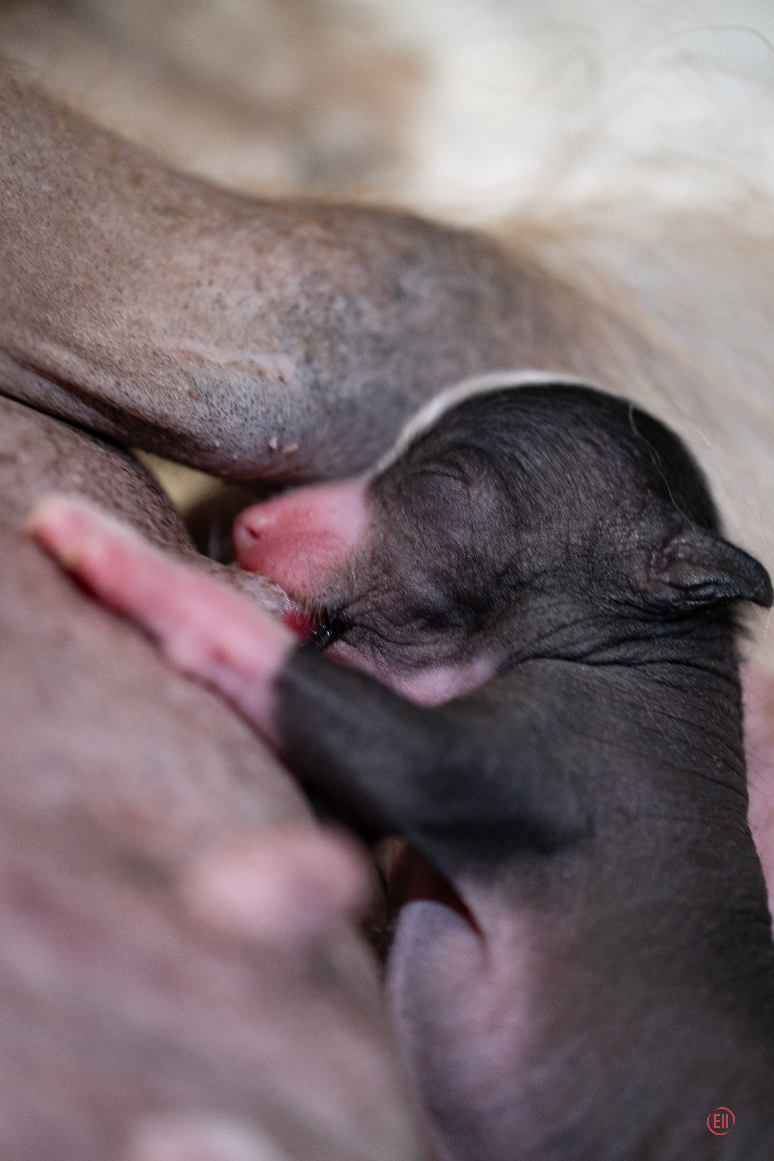 4-й день. Poale Ell Dominika