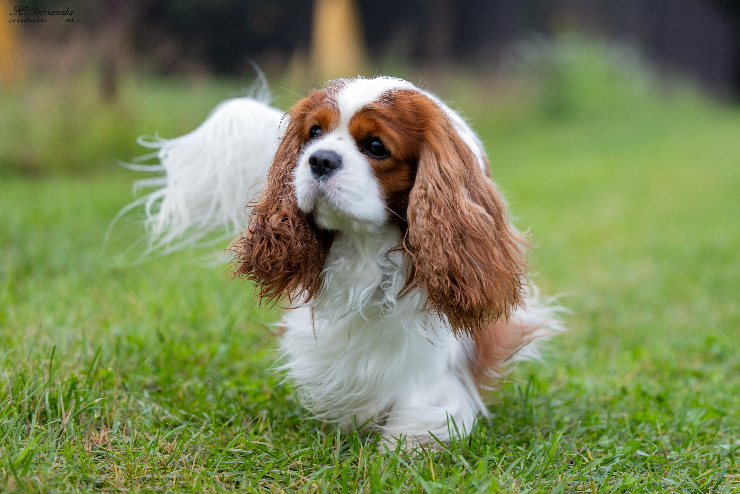 Ярославль 21.07.24 и Балашиха 13.07.24. Фотограф-анималист Юлия Германика