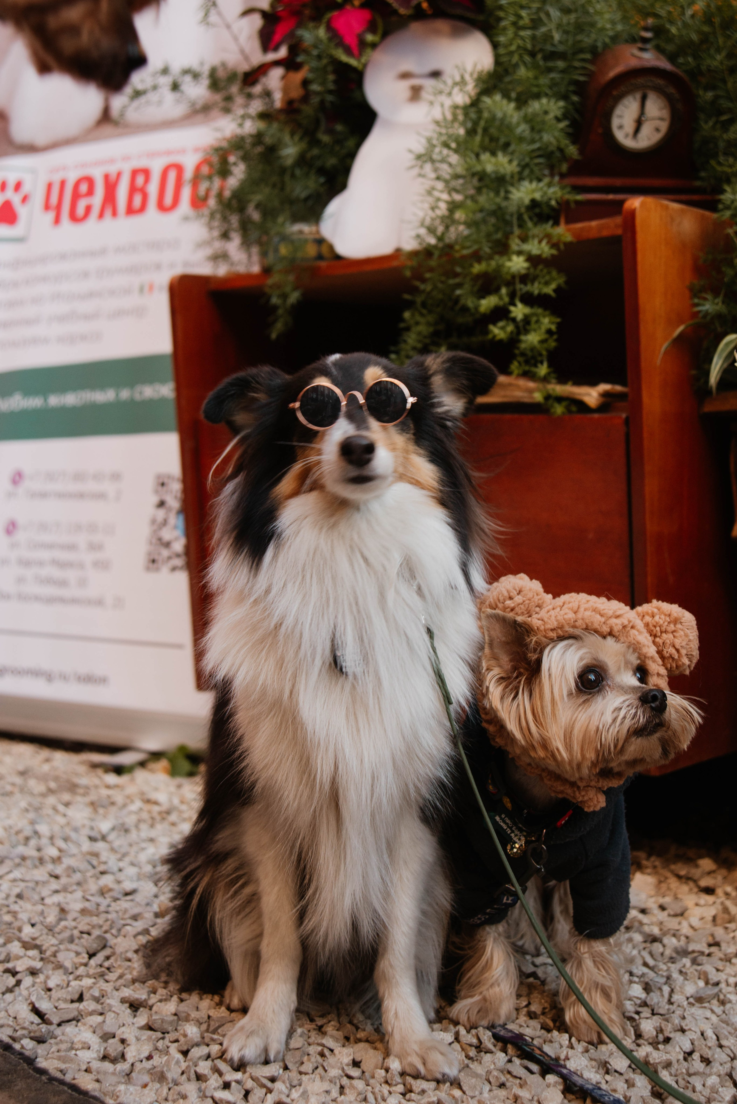 Дог-вечеринка на летнике «Кутёж». Ксения Glossa. Портретный и репортажный фотограф в Самаре