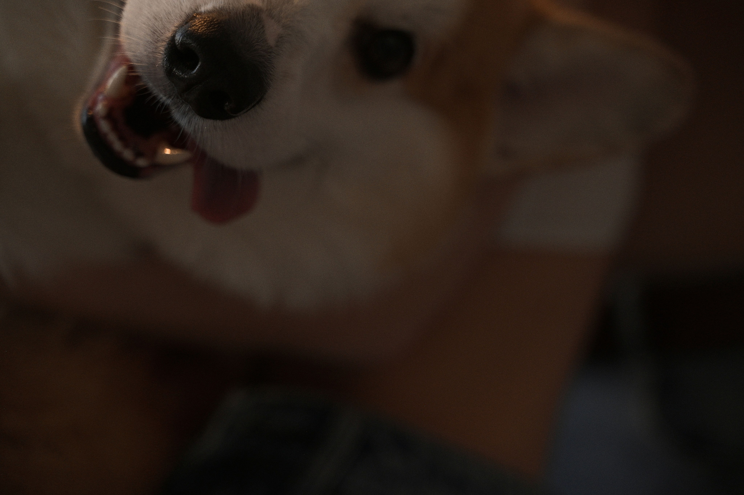 Без лиц, но с мордочкой. Свадебный и портретный фотограф в Брянске Скепская Лилия