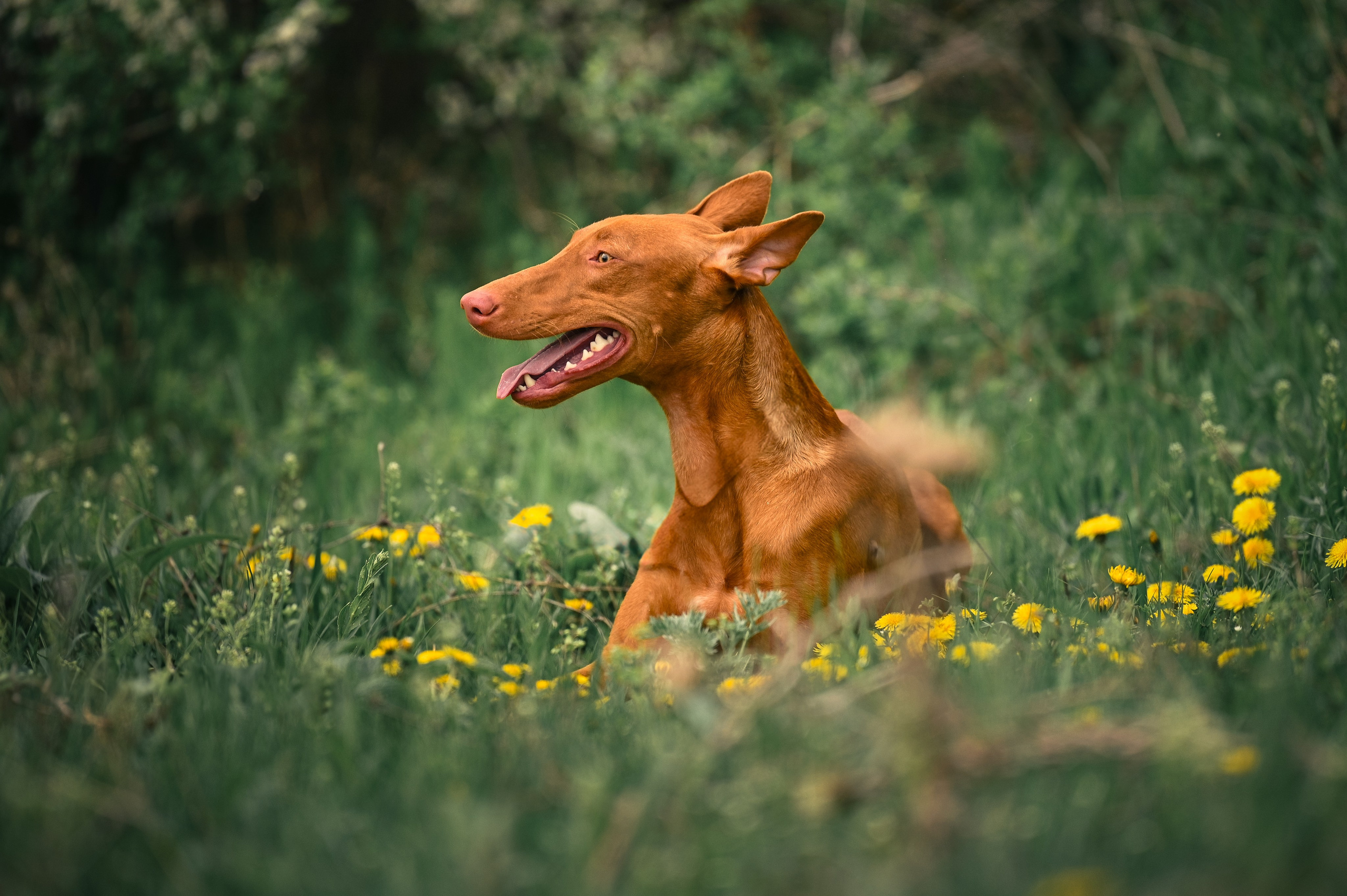 Фараонова собака Ромарио. Фотограф в Ростове —на — Дону