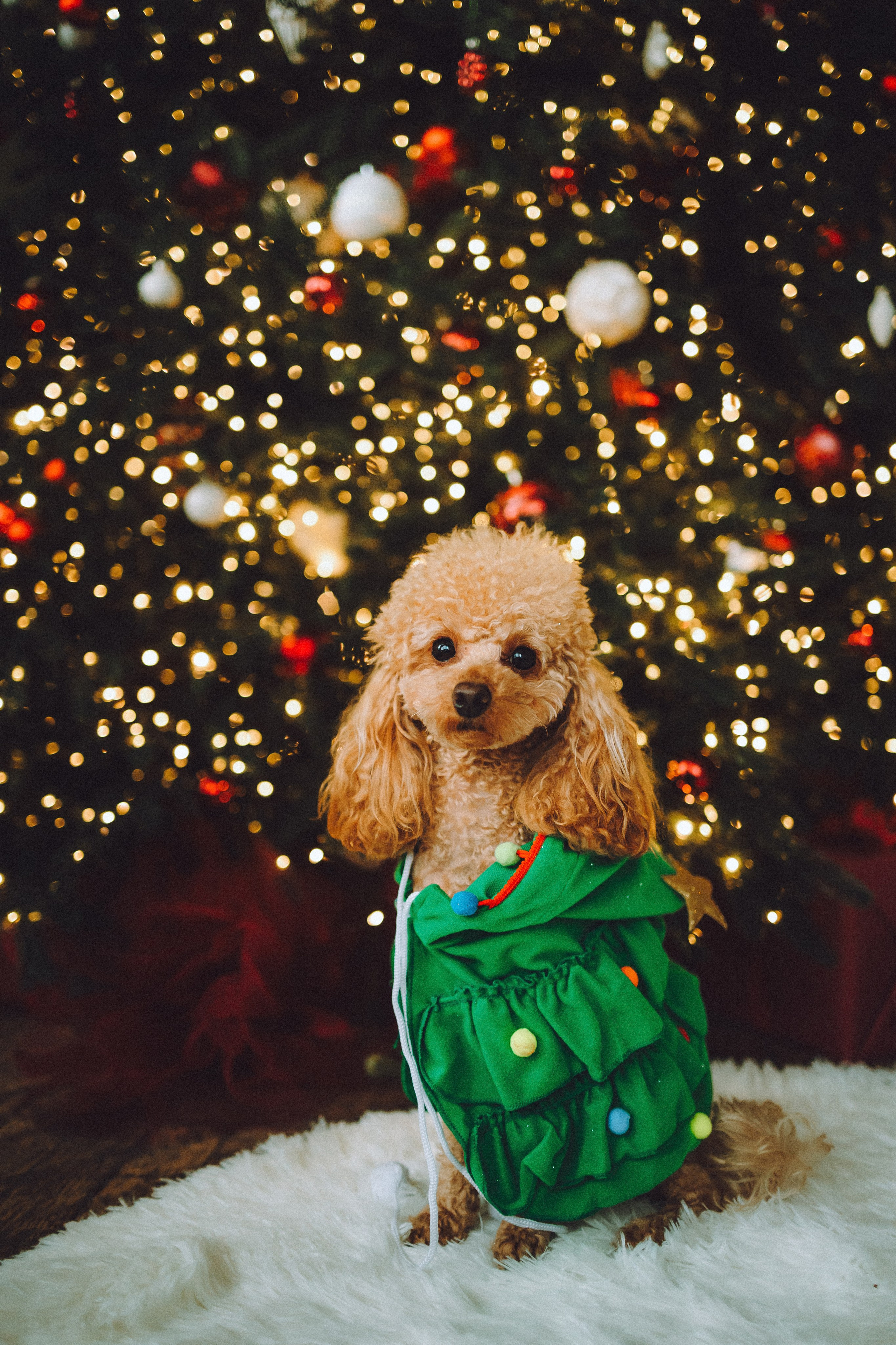 Джули, Шелли и их семья