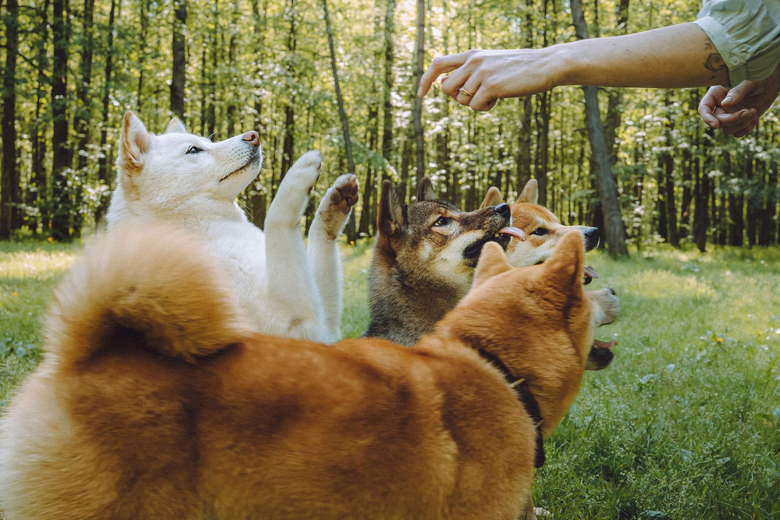 Шед, Цири, Чиби, Цера и их семья