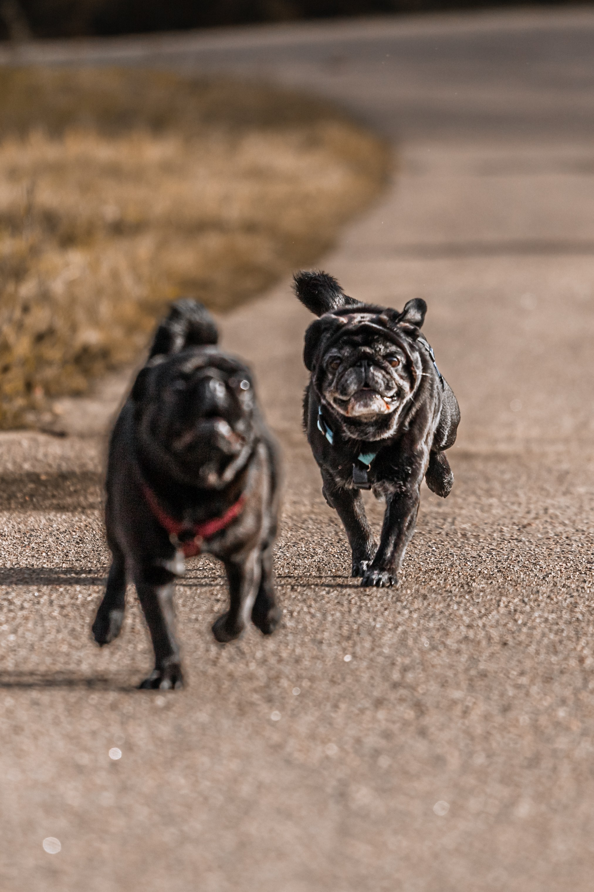 Оля, Харви, Луис. Фотограф-анималист Татьяна Степанова