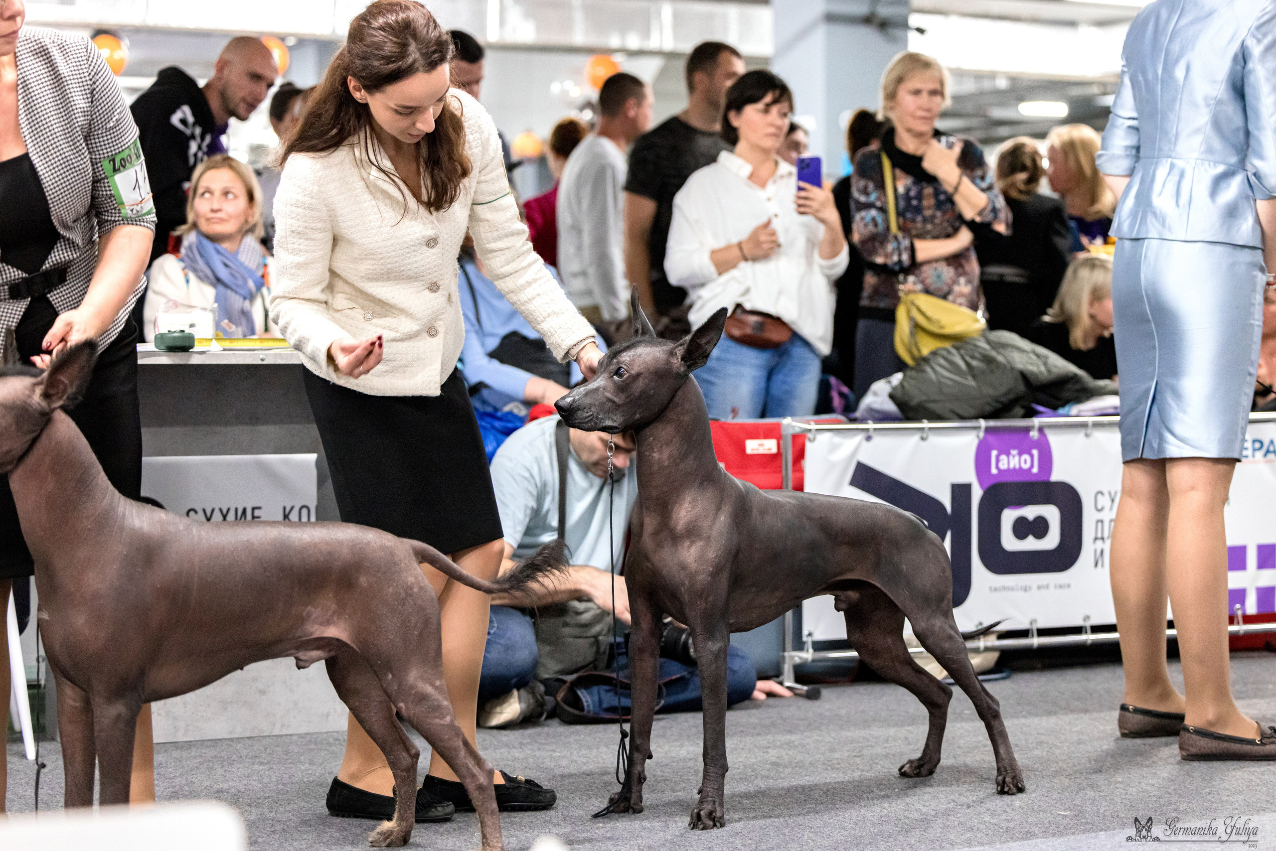 Сфера 29.10,Крокус 4.11,Сфера 12.11.2023. Фотограф-анималист Юлия Германика