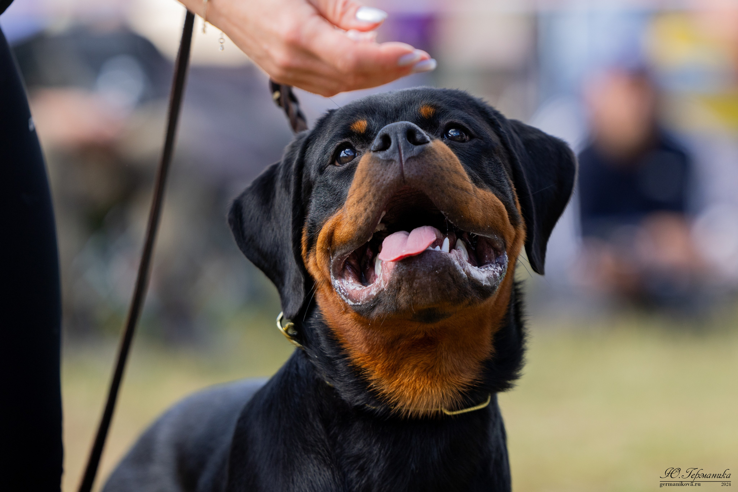 ПК и КЧК ротвейлеры Тверь 6-7.07.2024. Фотограф-анималист Юлия Германика