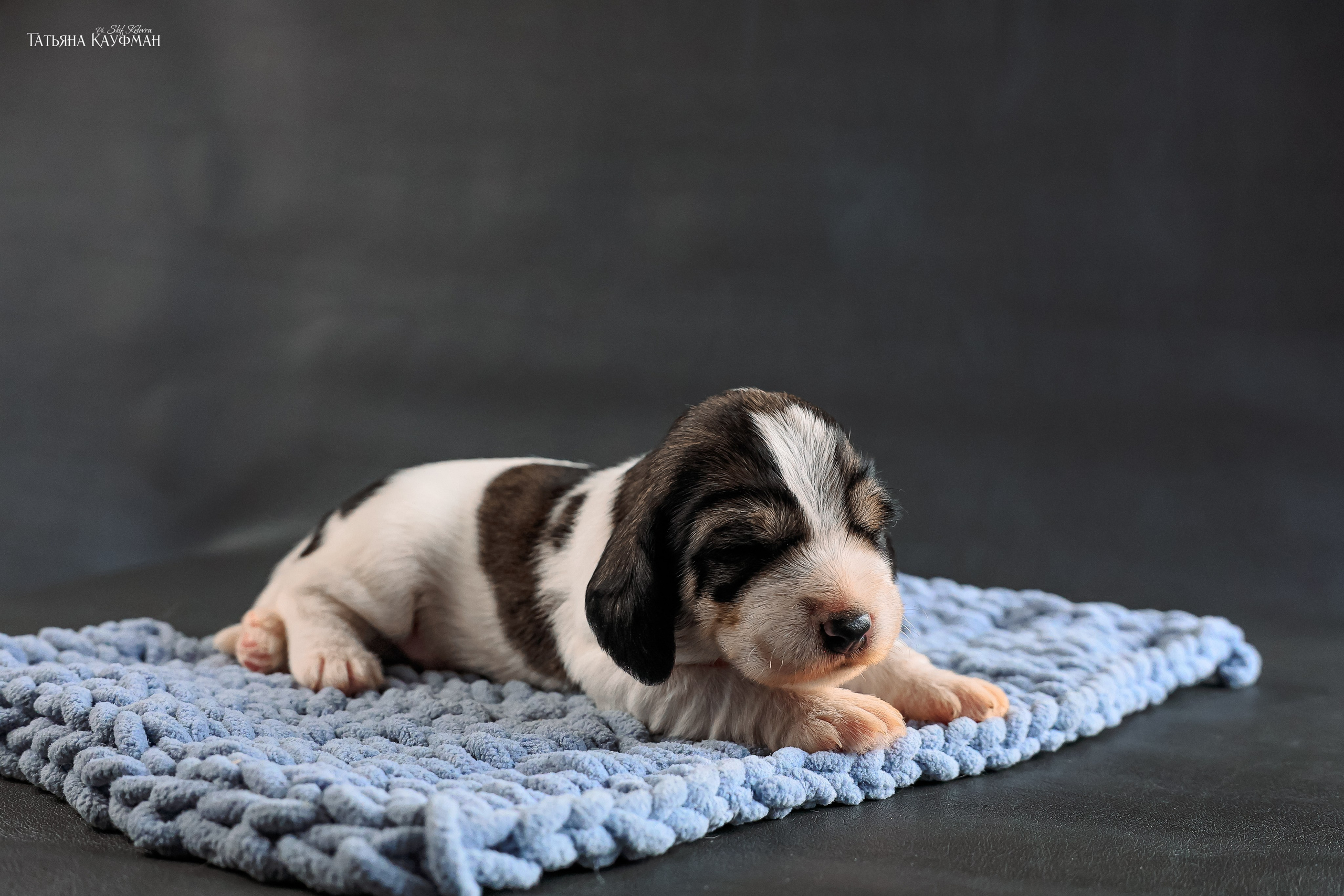 Малые вандейские бассет гриффоны. PVBG. Petit vandeen basset griffon, щенки в новосибирске. Питомник White Rivendel