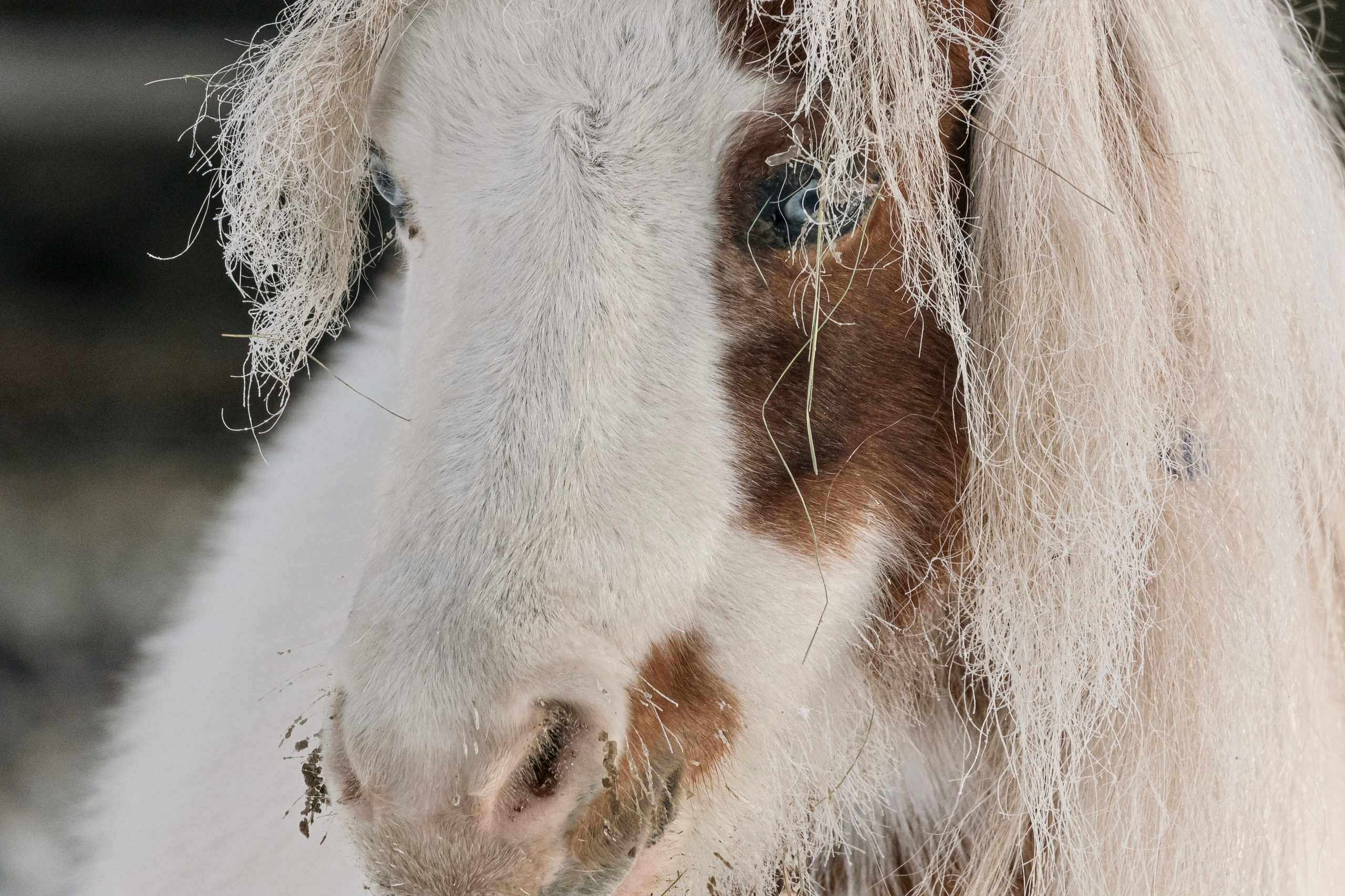 Татьяна Мустякимова. Хозяйка пони-фермы. Репортажный фотограф Наталья Лапцевич