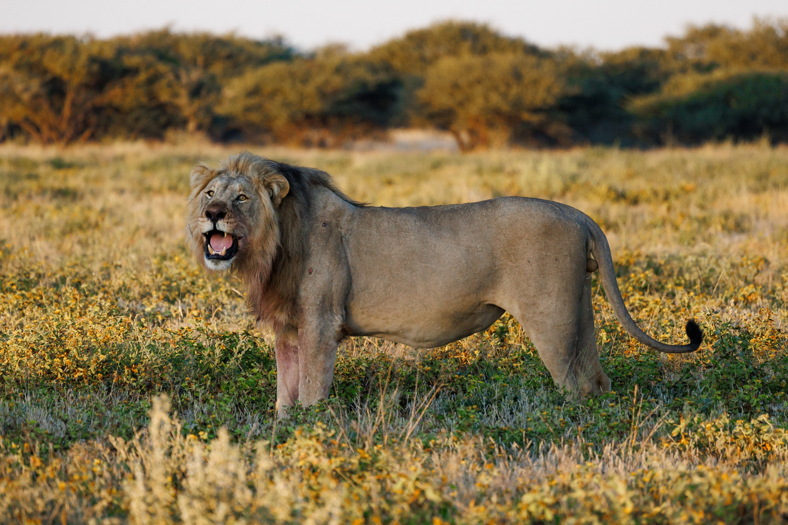 НАМИБИЯ. Роадтрип