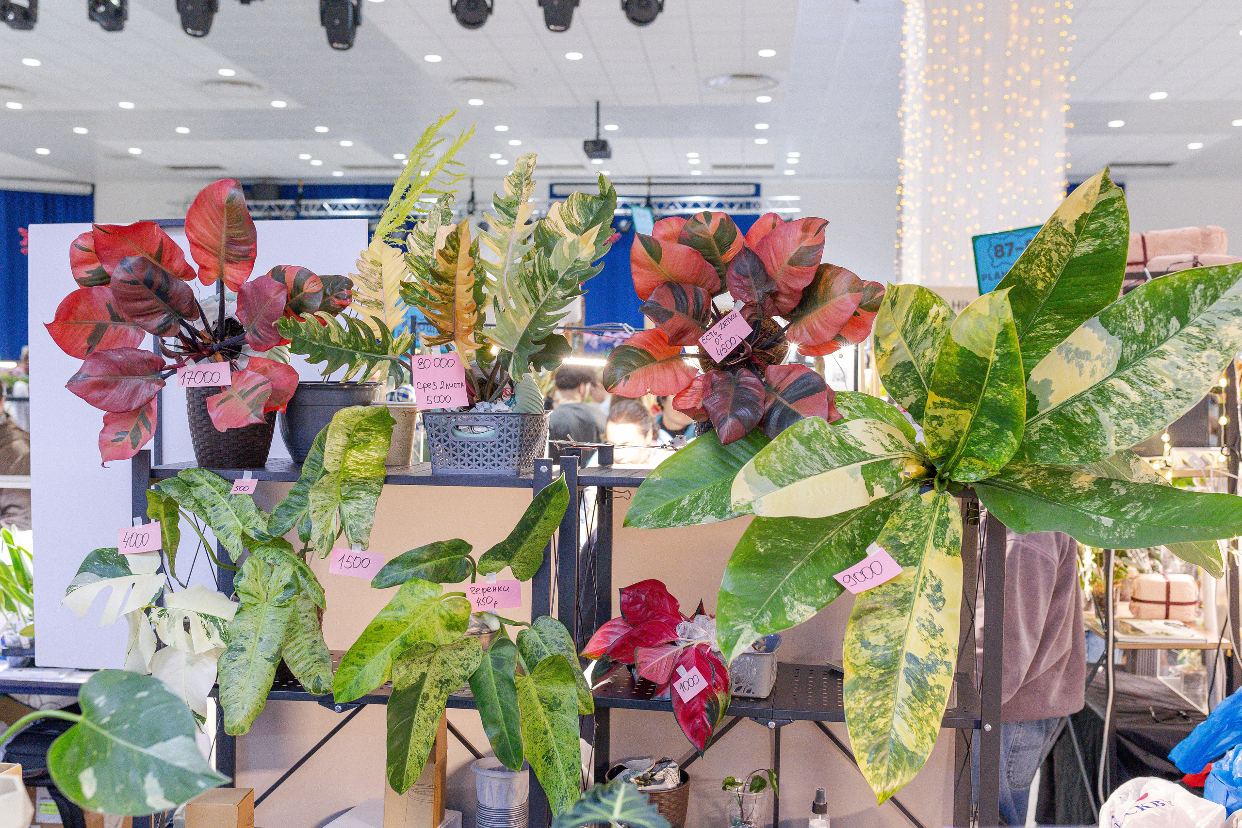 Орхидиум 12.2025. Александра Куликова фотограф, Москва