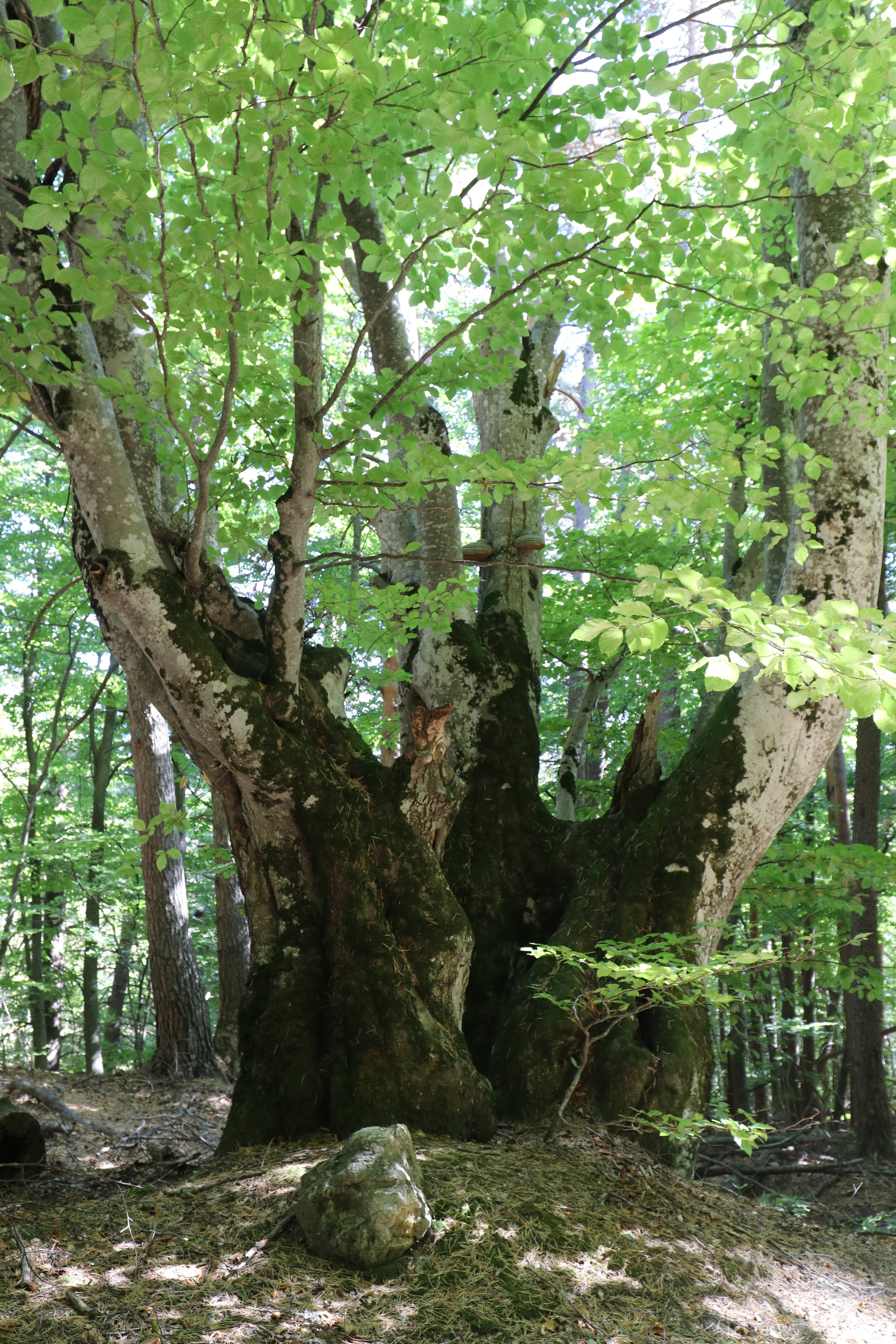 Крым. ЮБК (Фиолент, Ай-Петри, Роман-Кош). Знакомство. Октябрь 2017. Путешественник-фотограф из Санкт-Петербурга Татьяна Свистулина