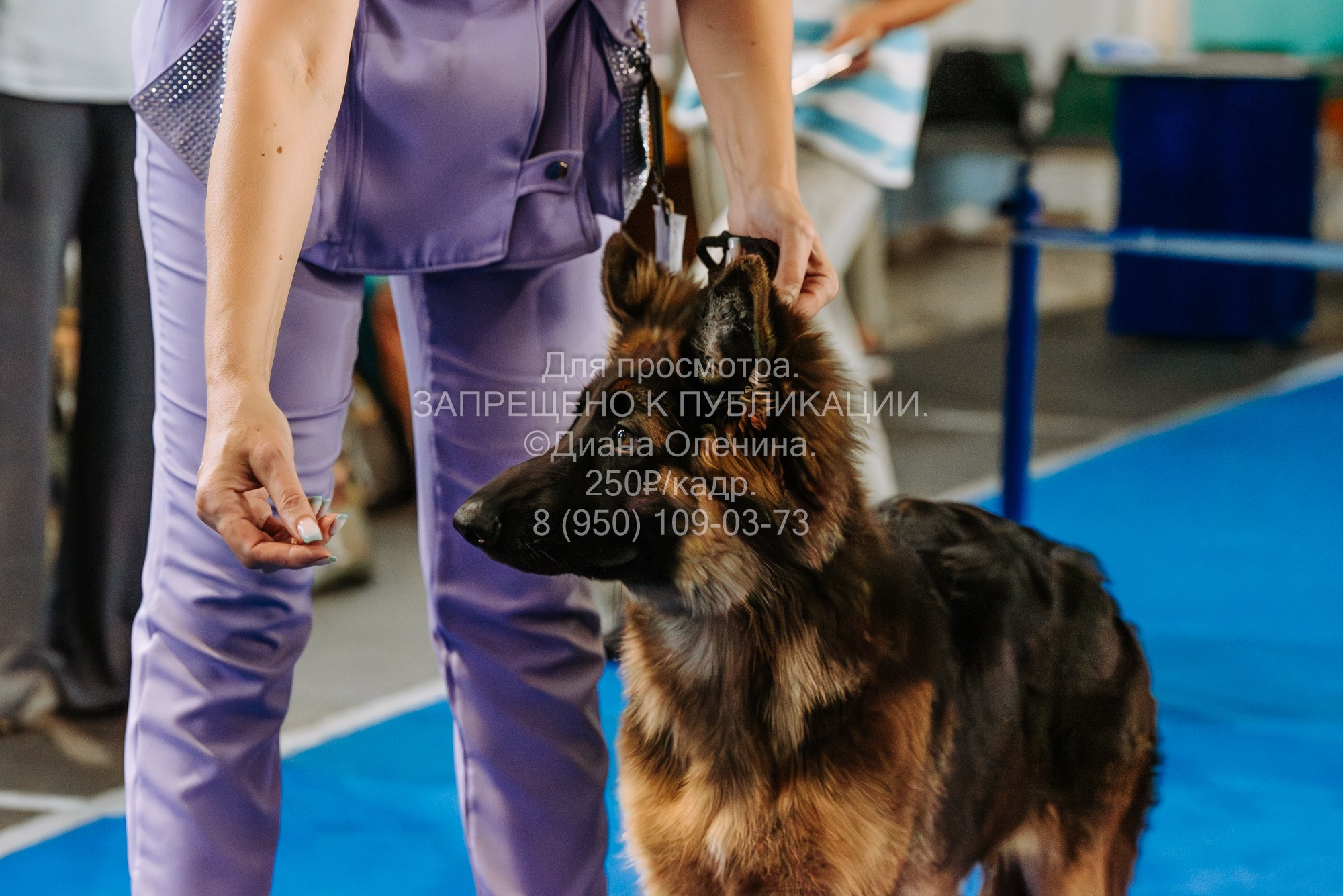 Национальная выставка собак всех пород ранга САС-IKU «Кубок Красноярск. Фотограф Диана Оленина Красноярск / Братск