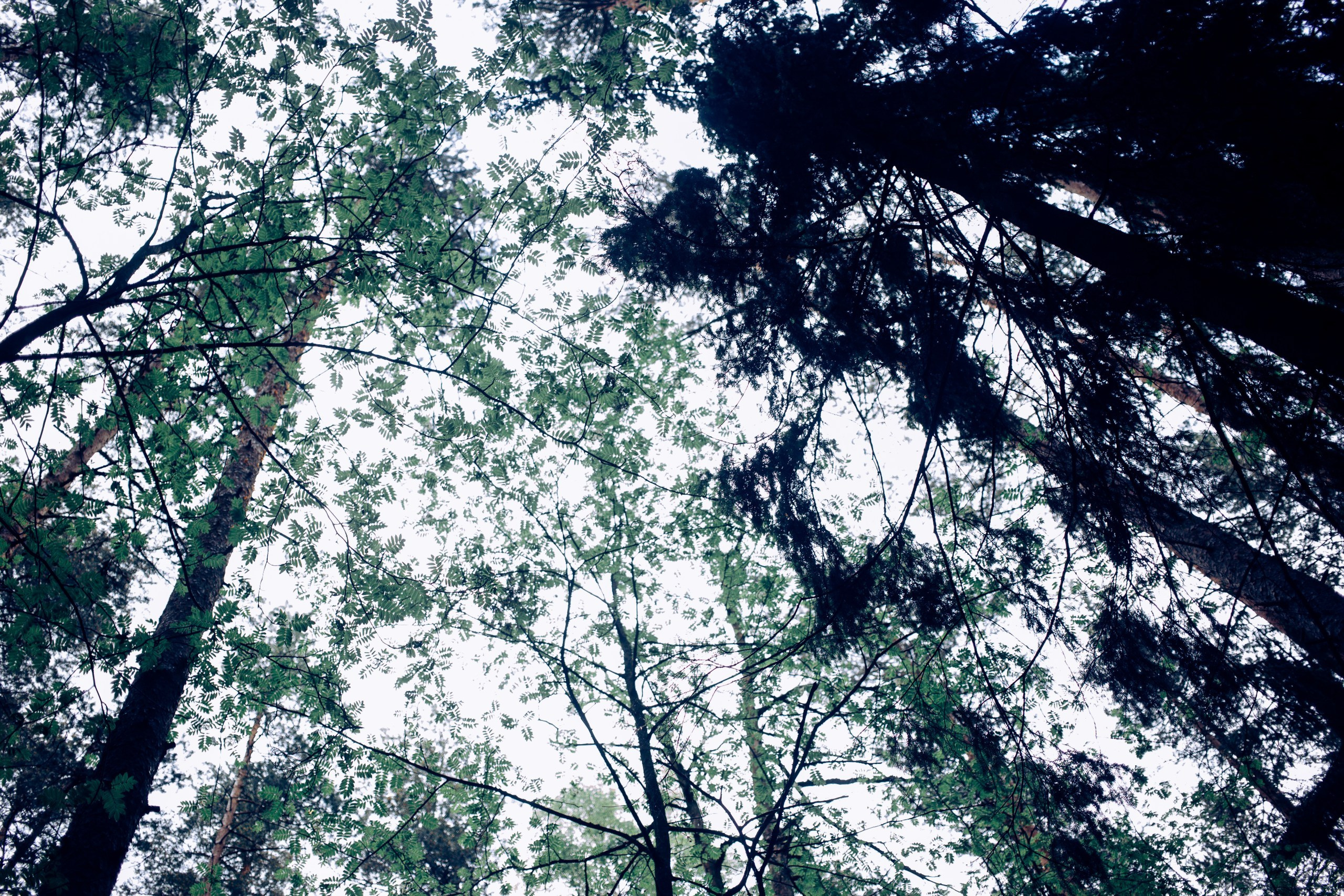 Запретный лес. Репортажный фотограф Анастасия Головко