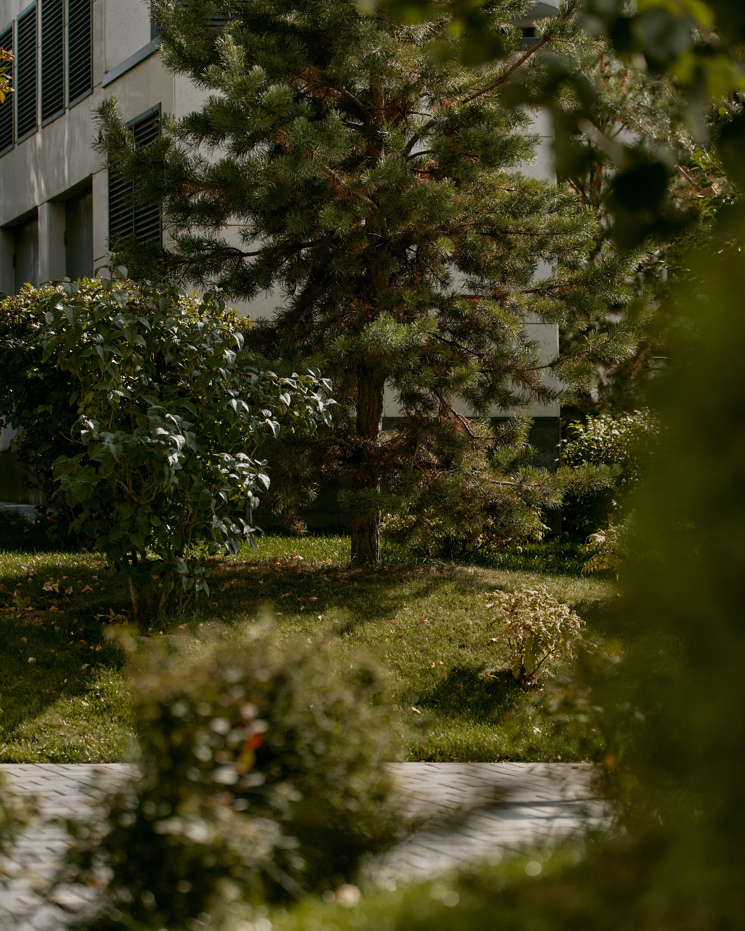 CORNUS. Фотограф Москва Сергей Громов