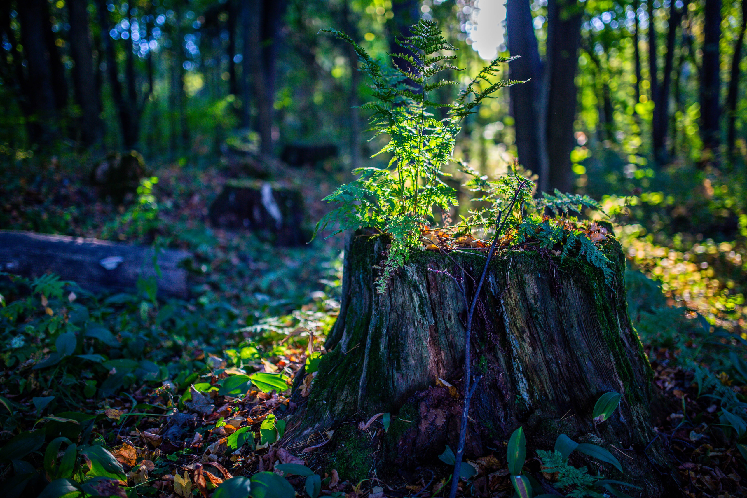 Флора и фауна. Sergey Shapovalov, фотограф, видеограф, графический дизайнер, монтажер