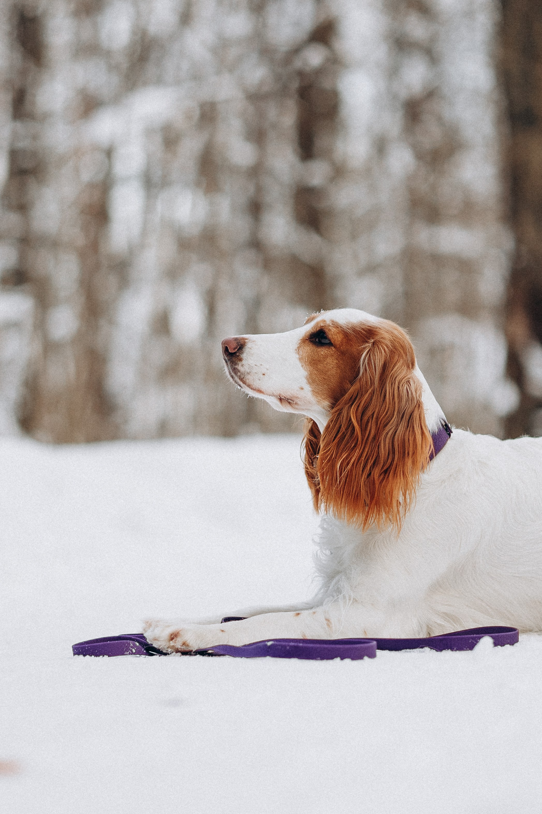 Амуниция «Бобик» 2. Фотораф — анималист Мария Шистка