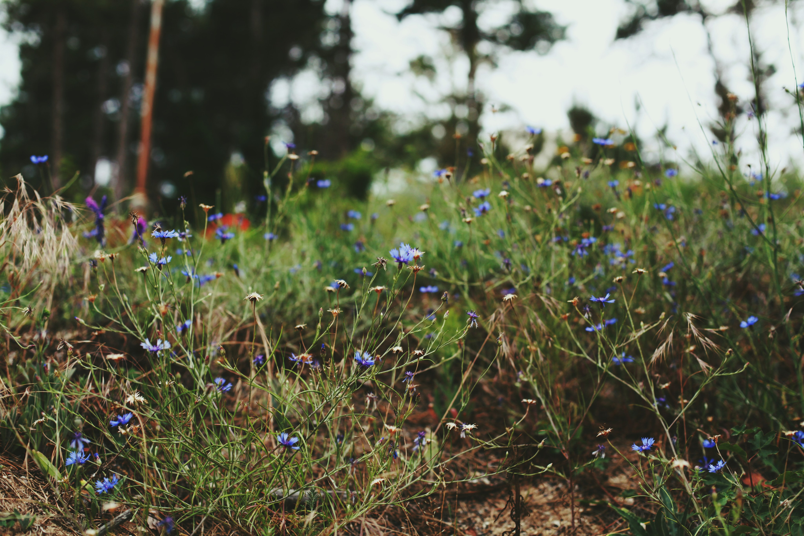 Болгария. Аня Степанова