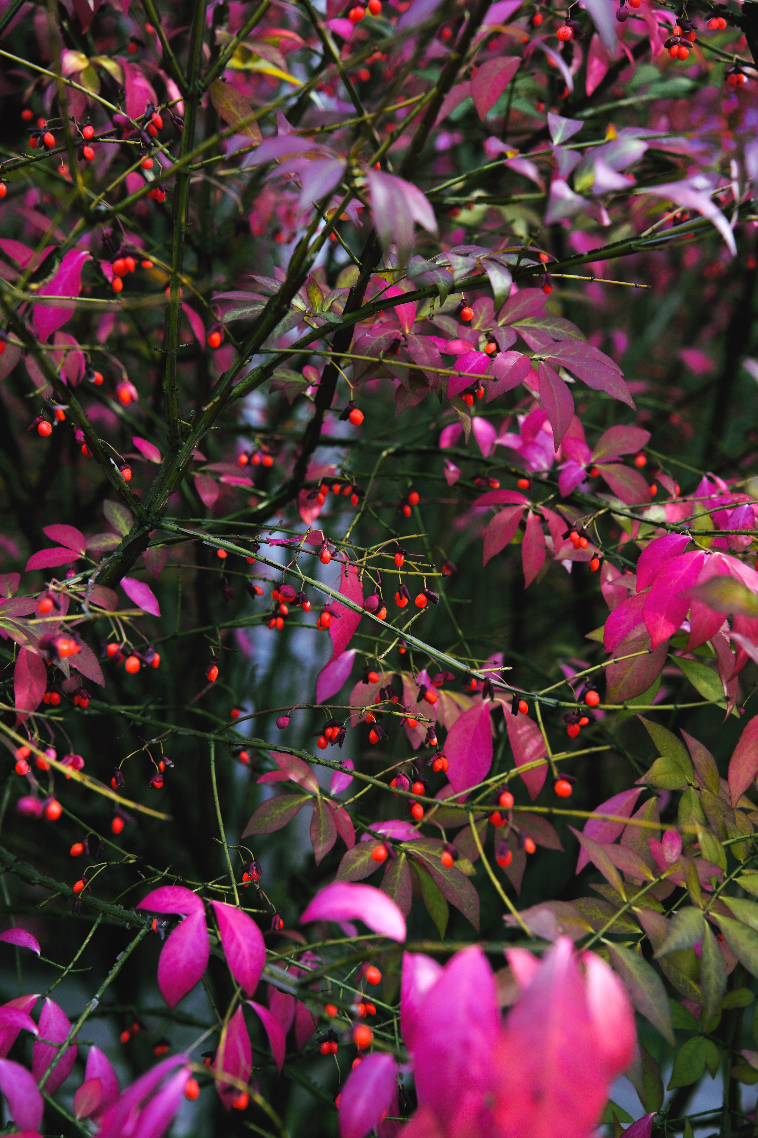 Осень 2025. Фотограф из Москвы — DASHA NOVA | Авторская фотография в разных жанрах