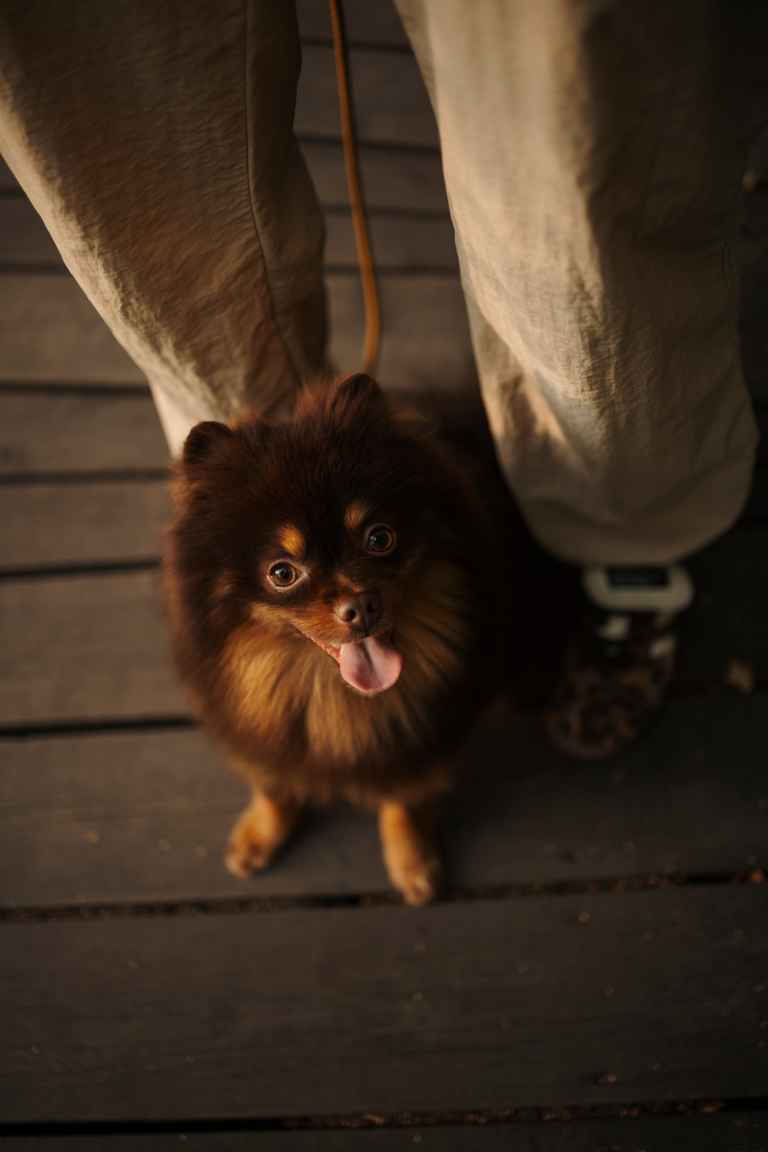 Сапфир и его семья. Фотограф-анималист в Санкт-Петеребурге Титова Алиса