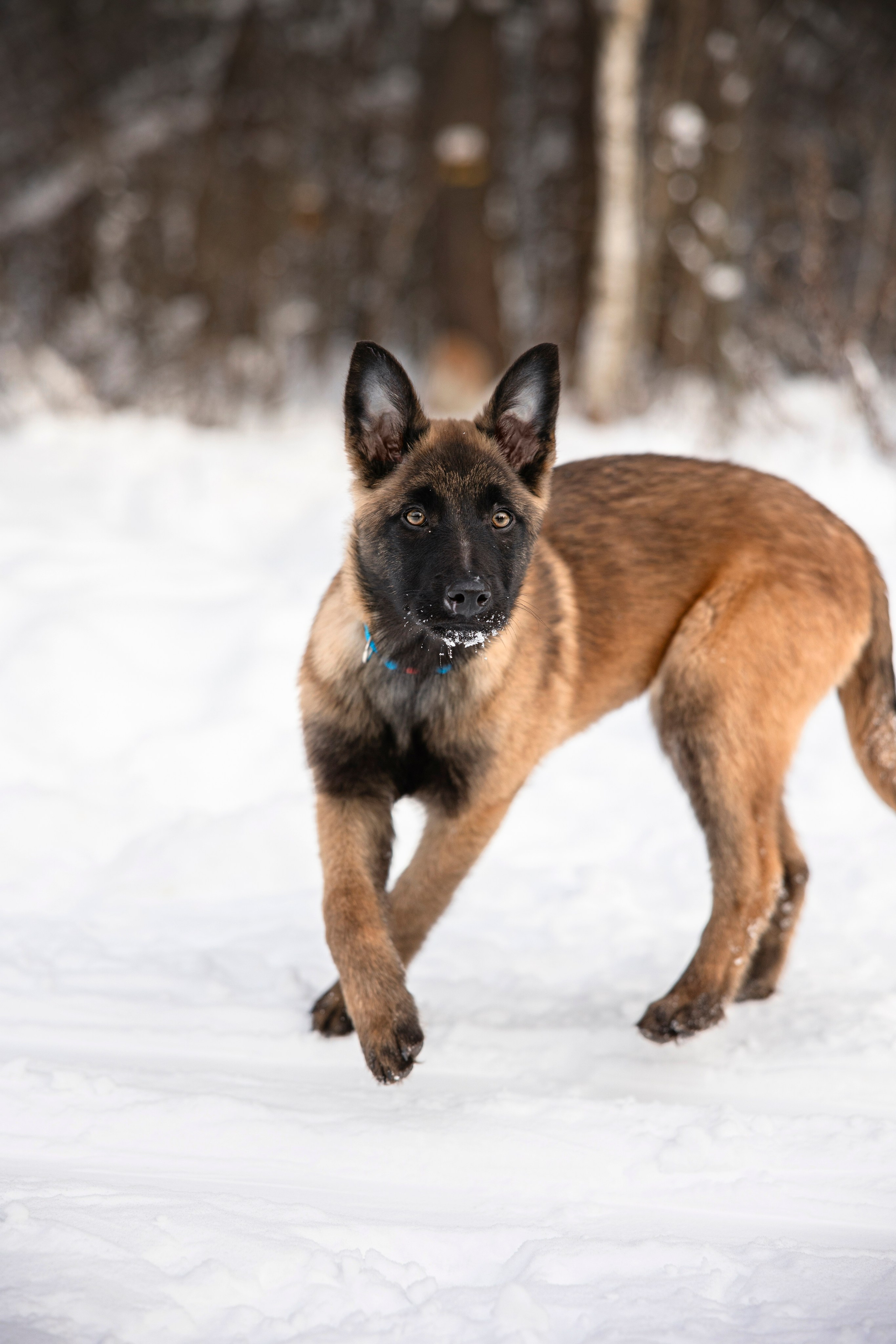 Бэлла и Панда. Анастасия Белаш