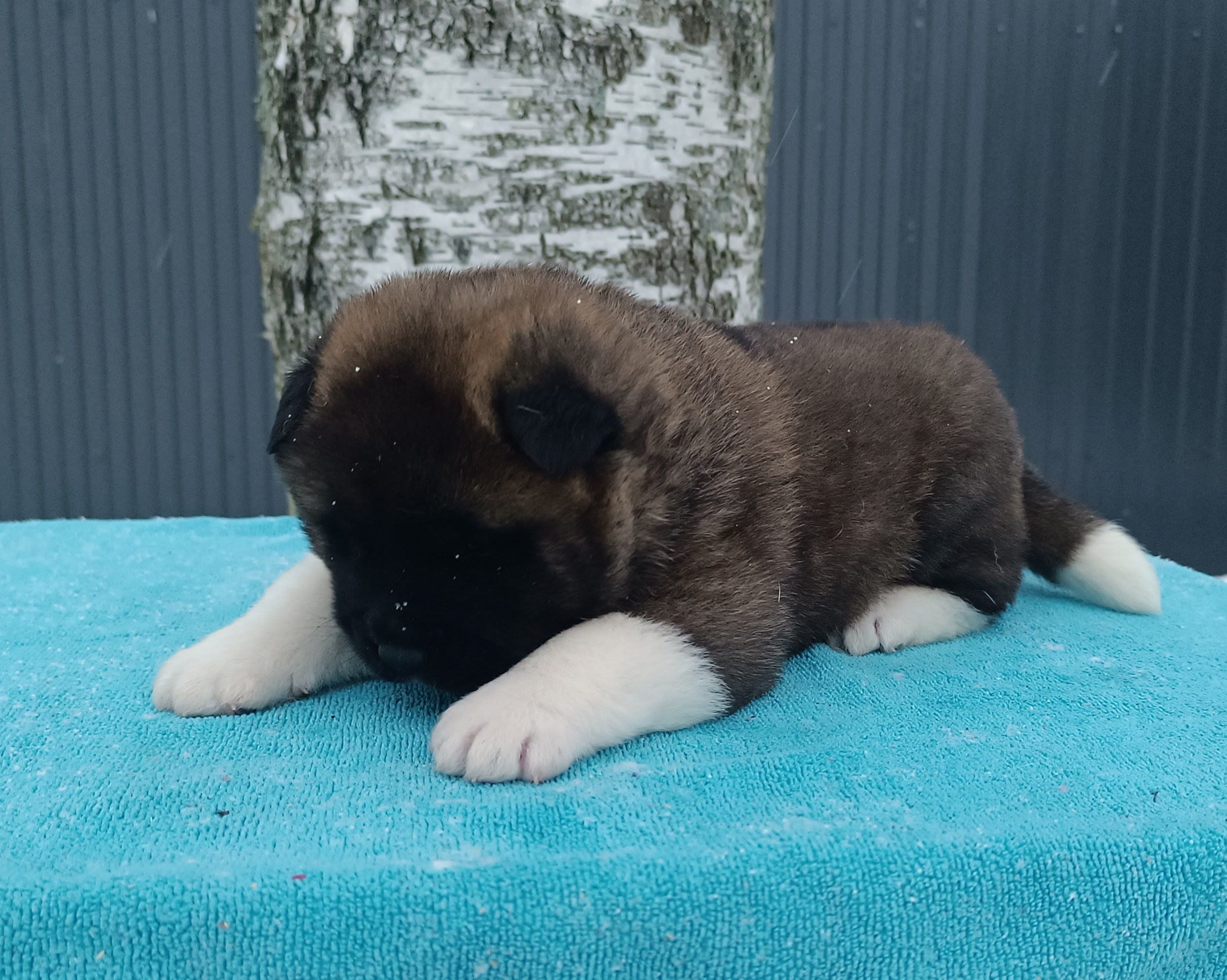 Американская акита  щенки питомник Санкт-Петербург клубные щенки Американская акита питомник RUBYLIGHT Рубилайт купить щенка американской акиты