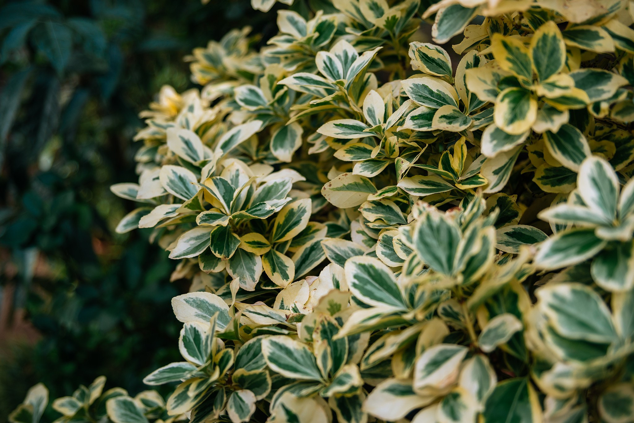 Ботанический сад. Субтропический маршрут. Март 26. Репортажный фотограф в Санкт-Петербурге Анастасия Клёпова
