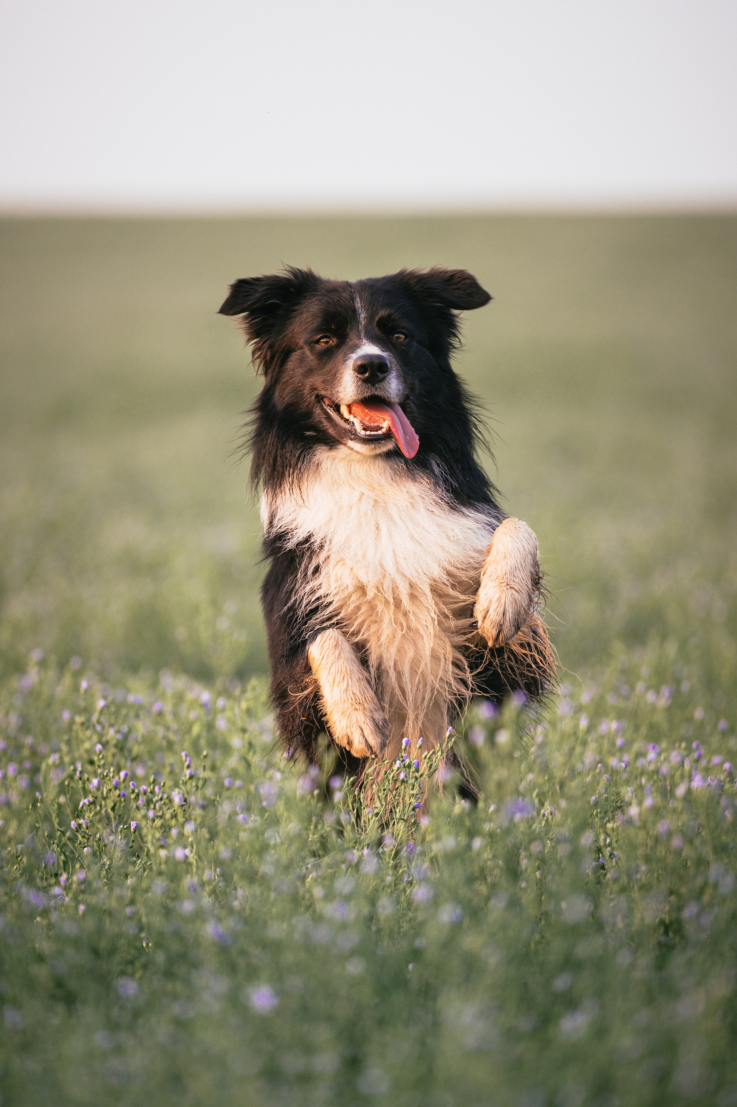 Прогулка на рассвете с бордер-колли. Фотограф в Ростове —на — Дону