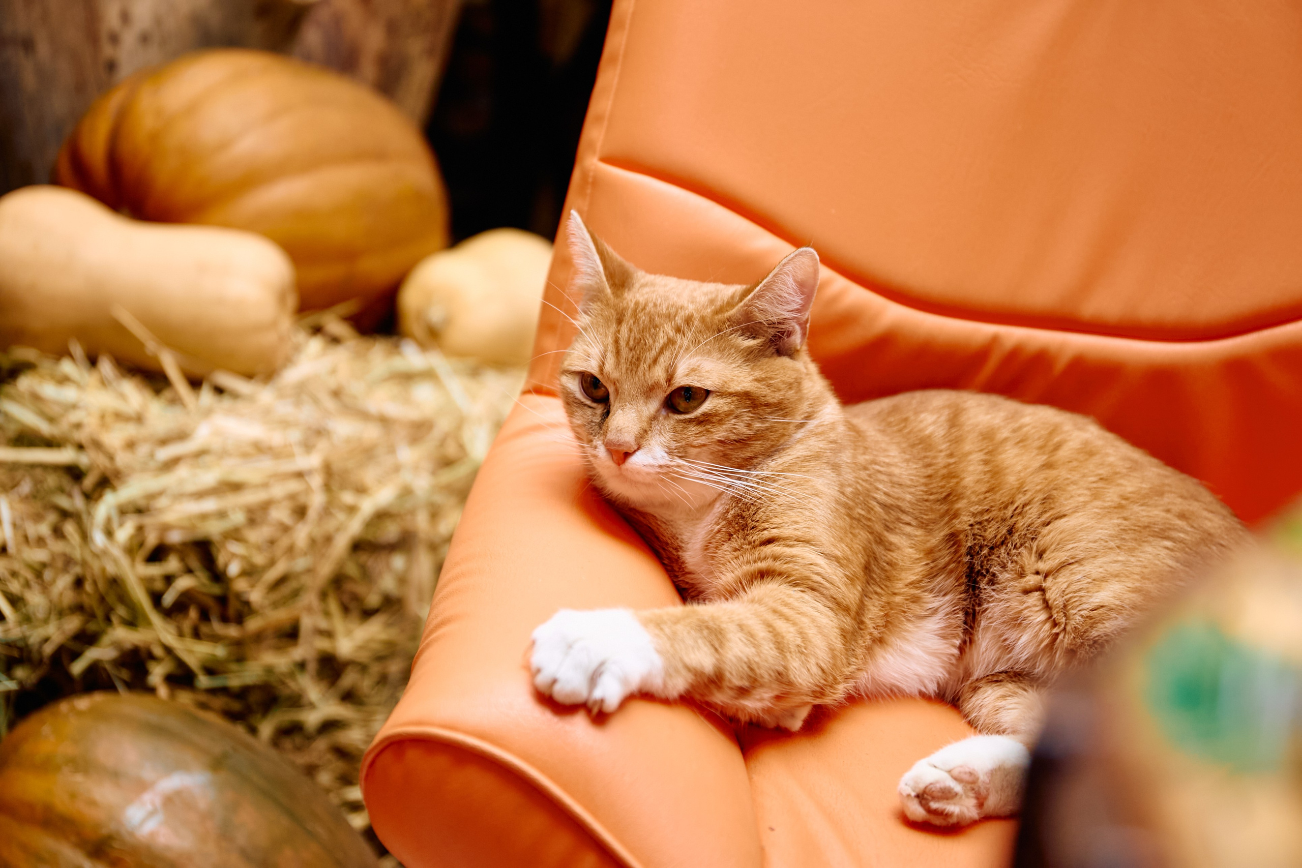 ФотоДень Хеллуин. Предметный фотограф в Москве Дарья Радькович