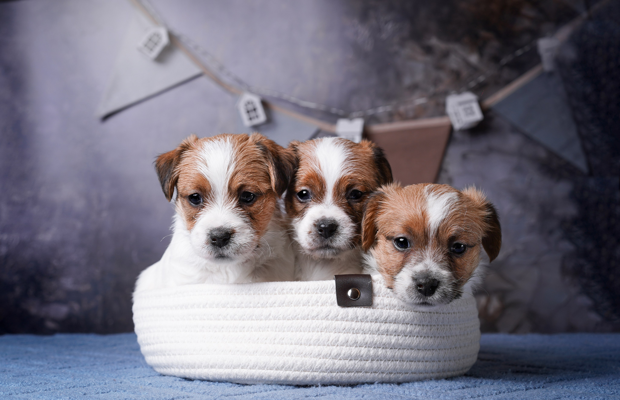 Щенули джек-рассела. Фотограф-анималист в Санкт-Петербурге Яна Мартынова