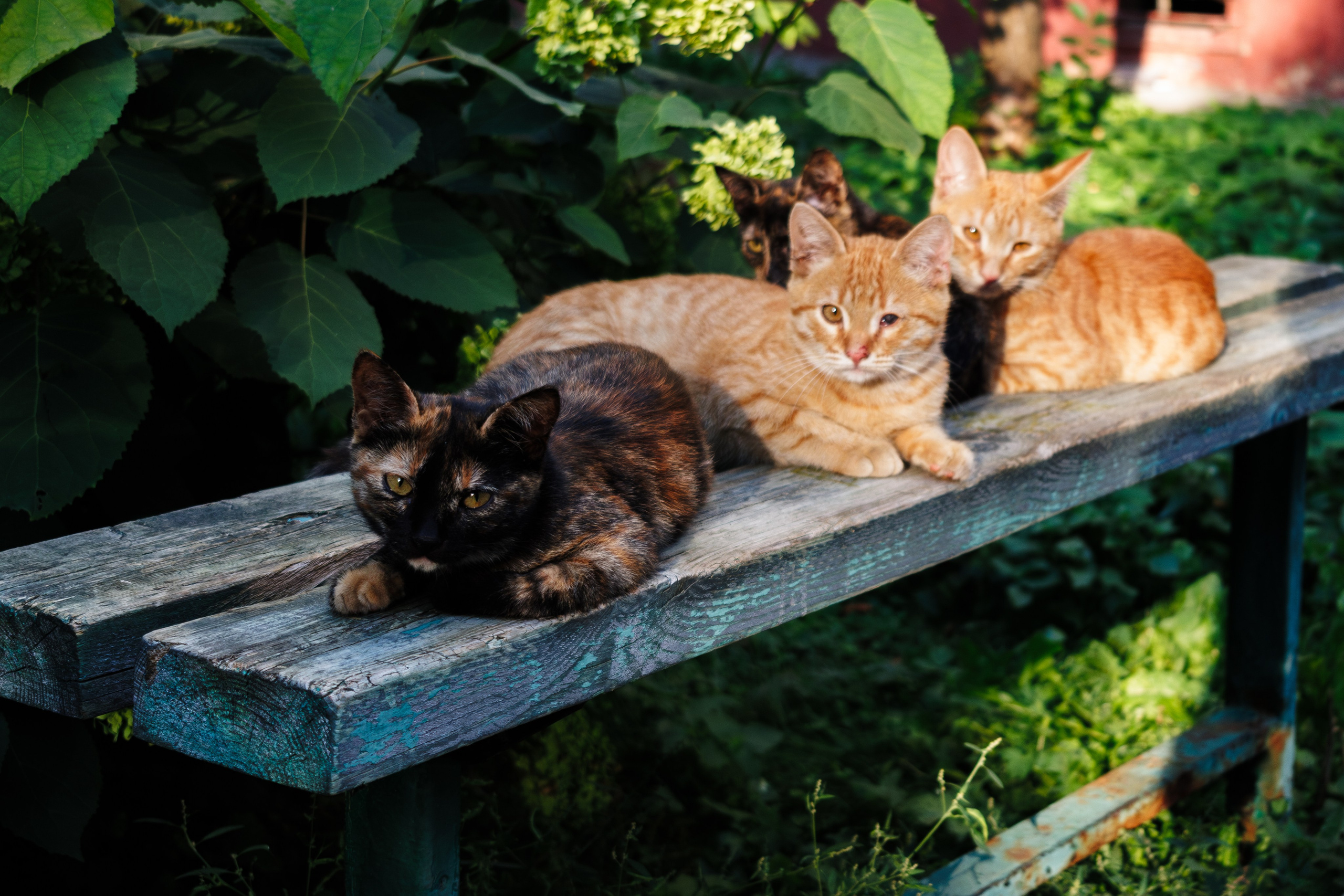 Cats.2. Dumshap | думшап