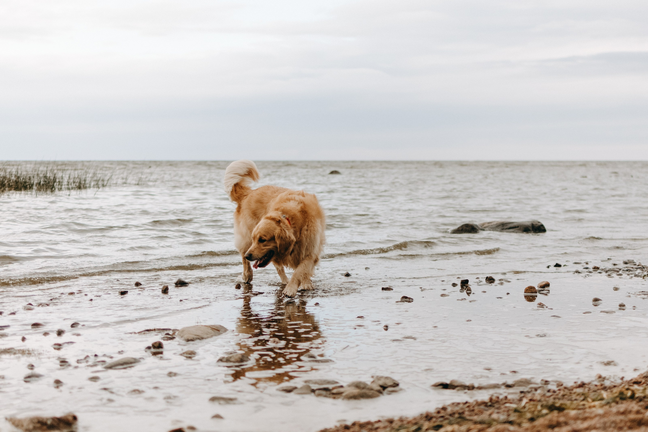 Фоси и его семьи. Фотограф — Анималист | Санкт-Петербург