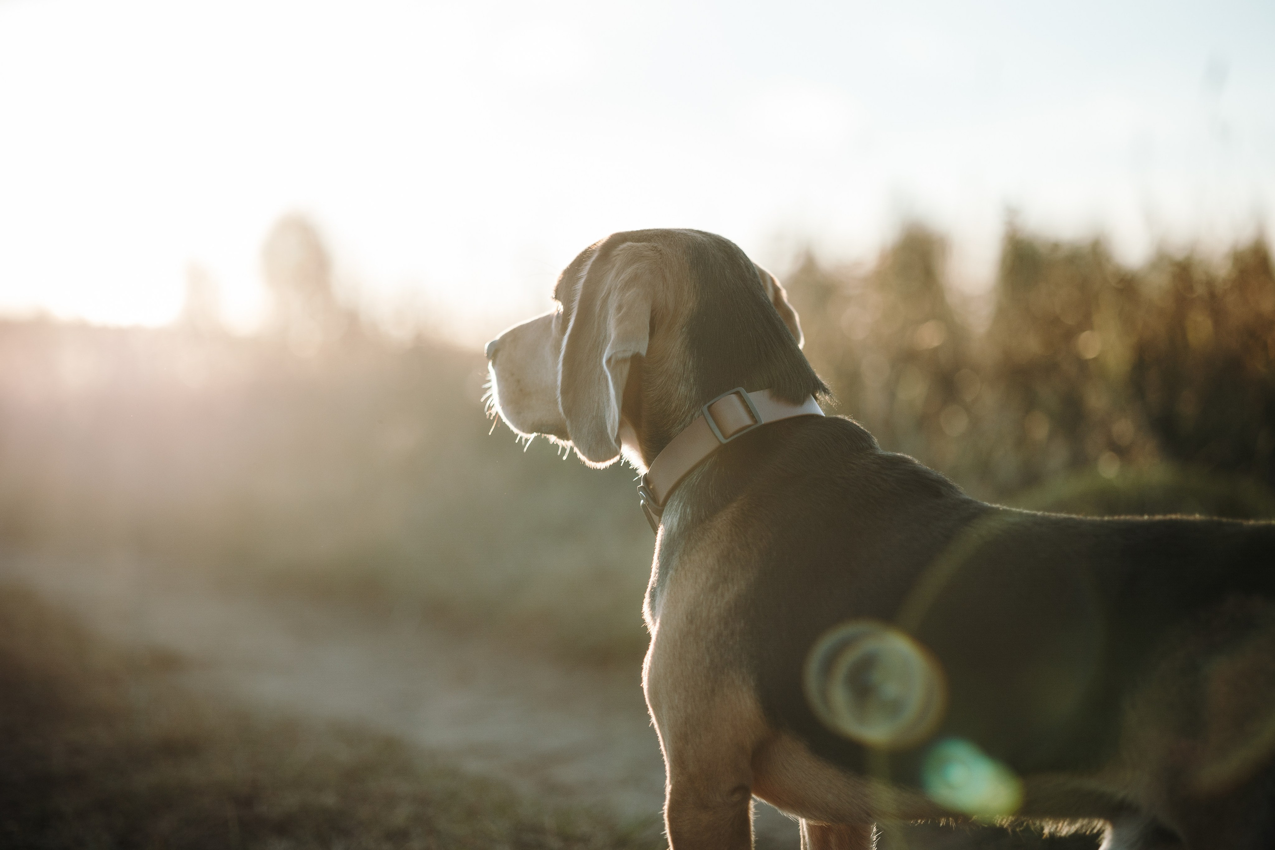 Оуджи и его семья. Фотограф — Анималист | Санкт-Петербург