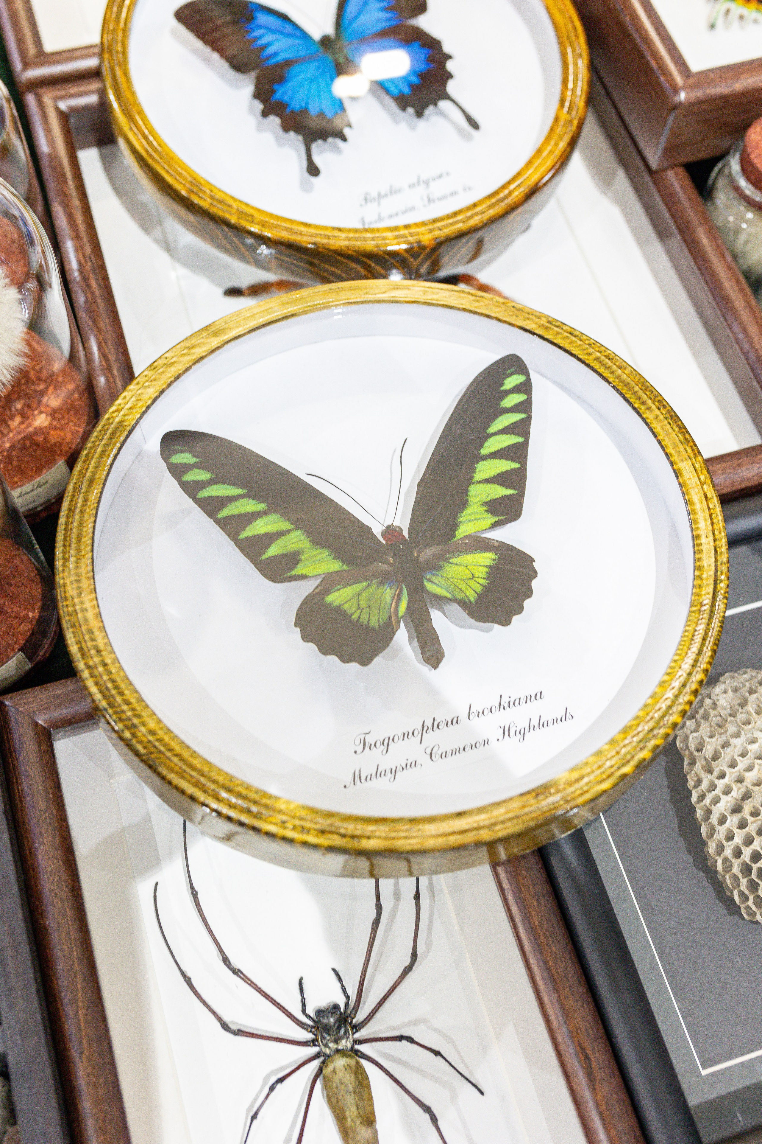 Орхидиум май 2025. Александра Куликова фотограф, Москва