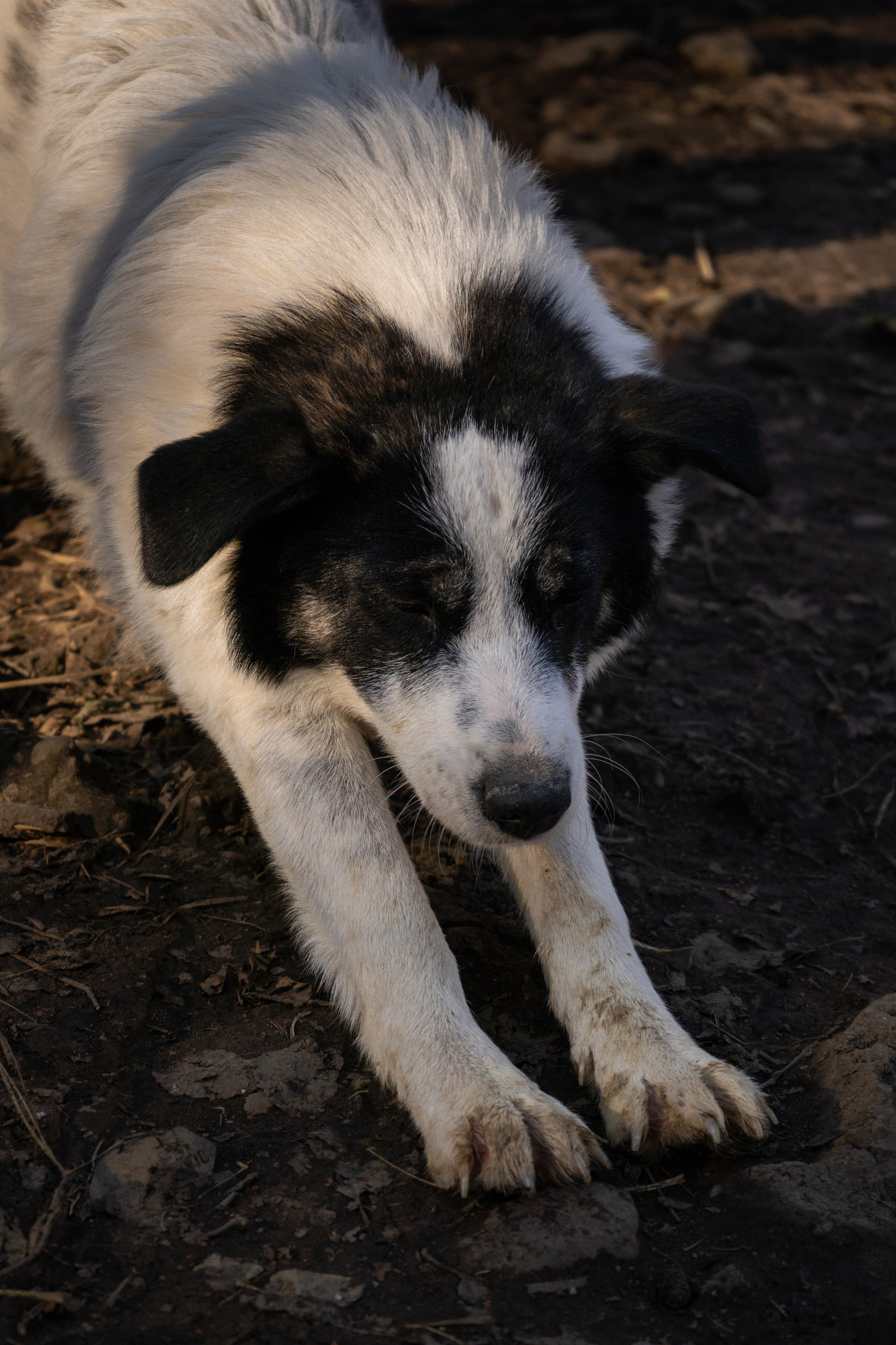Pets. Makaroshkassirom — photographer in Minsk