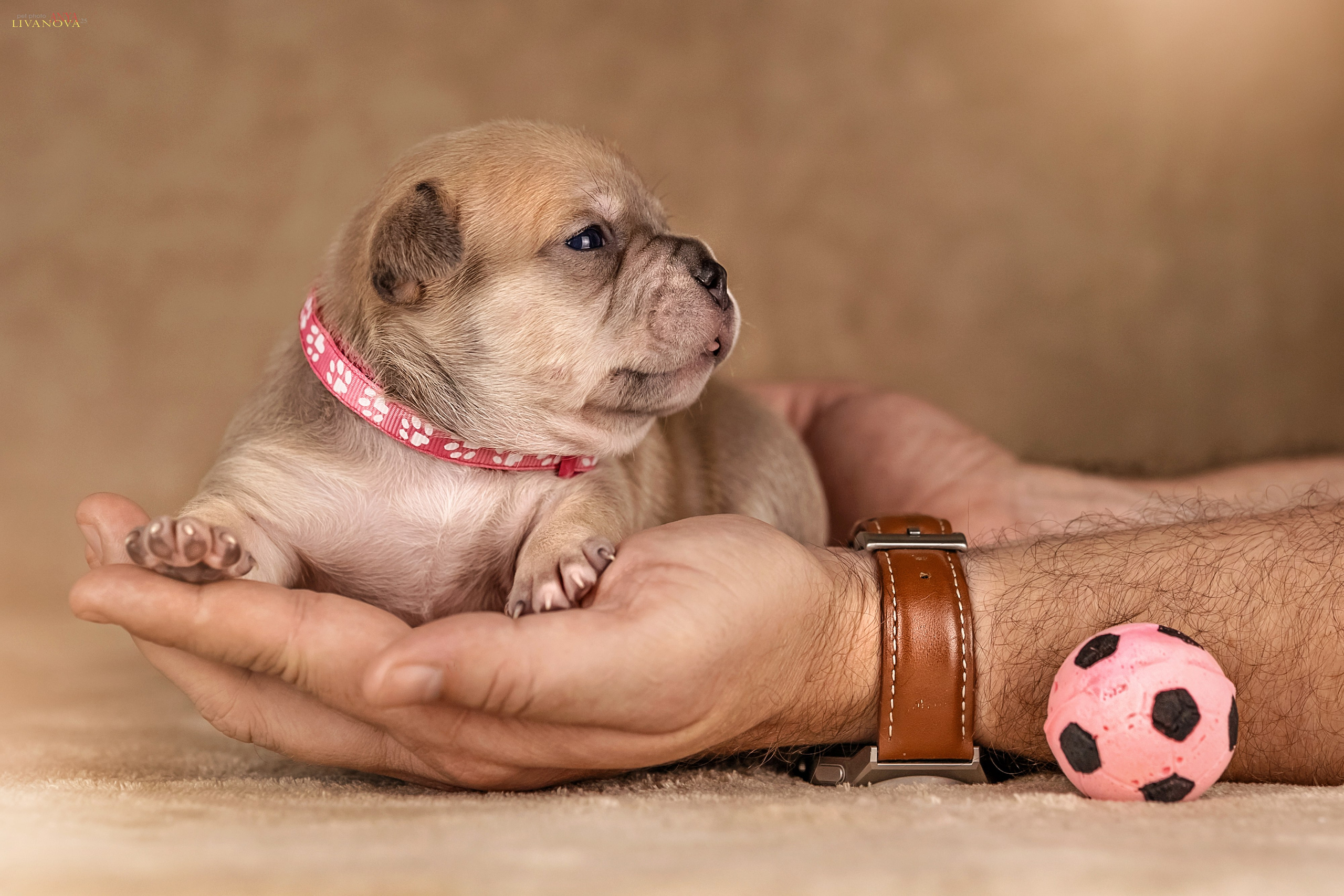 Амбулли. Фотограф анималист Аня Ливанова | Рыбинск
