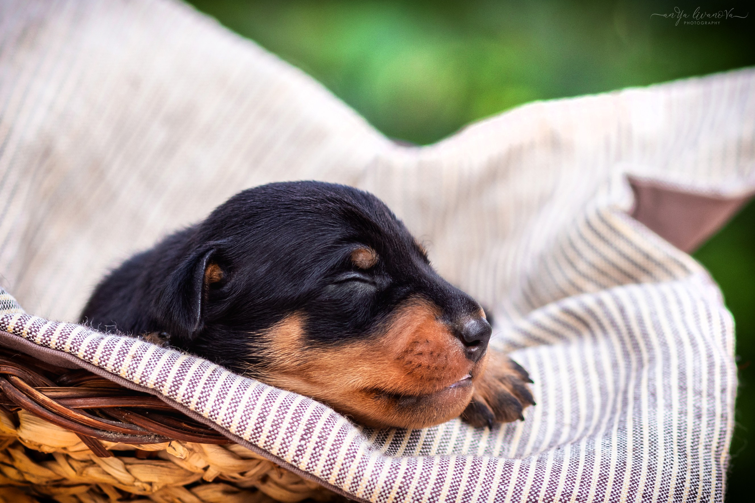 Малыши пинчеры. Фотограф анималист Аня Ливанова | Рыбинск