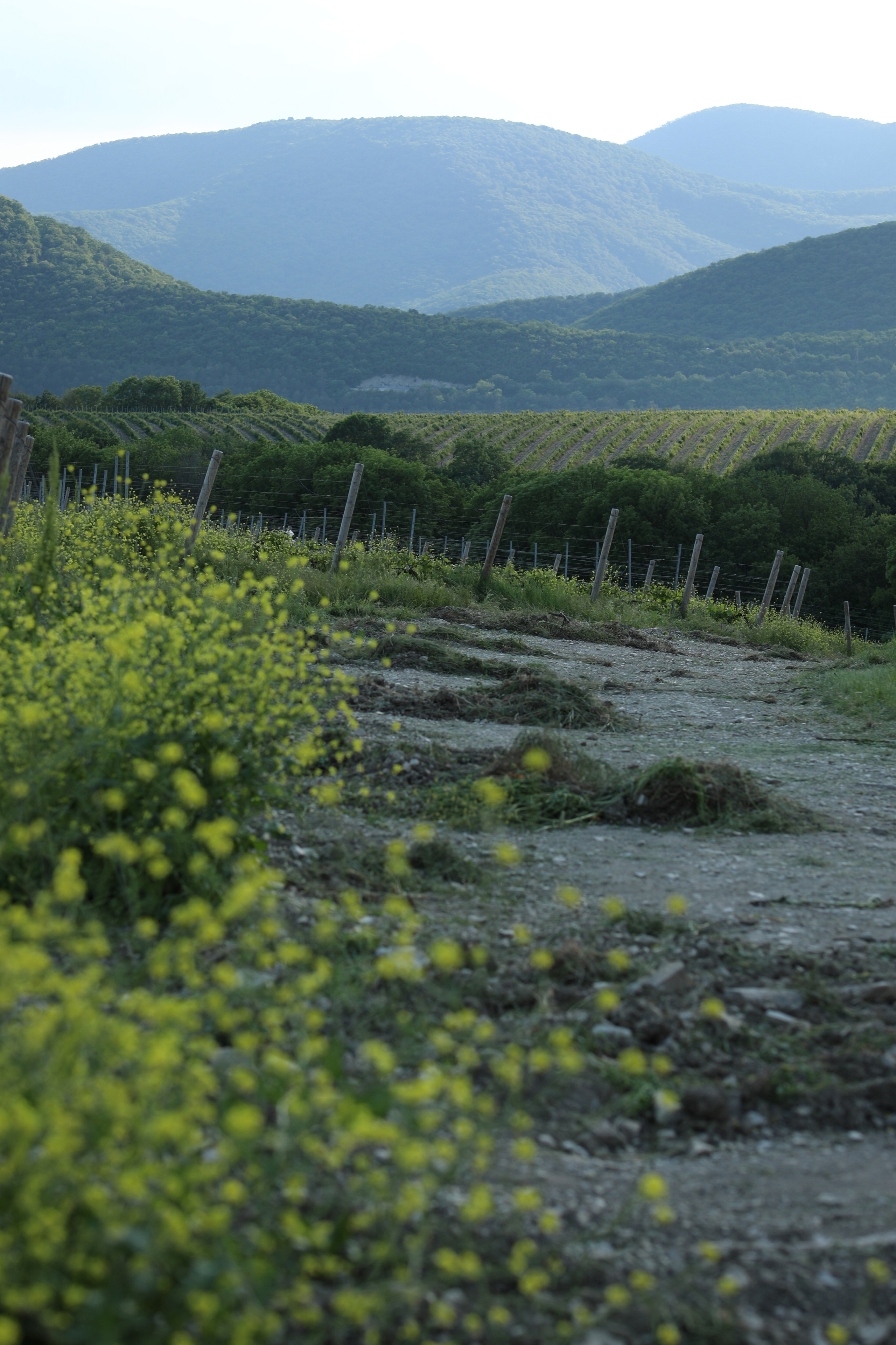 Абрау. Семейный фотограф в Анапе Светлана Тернопол