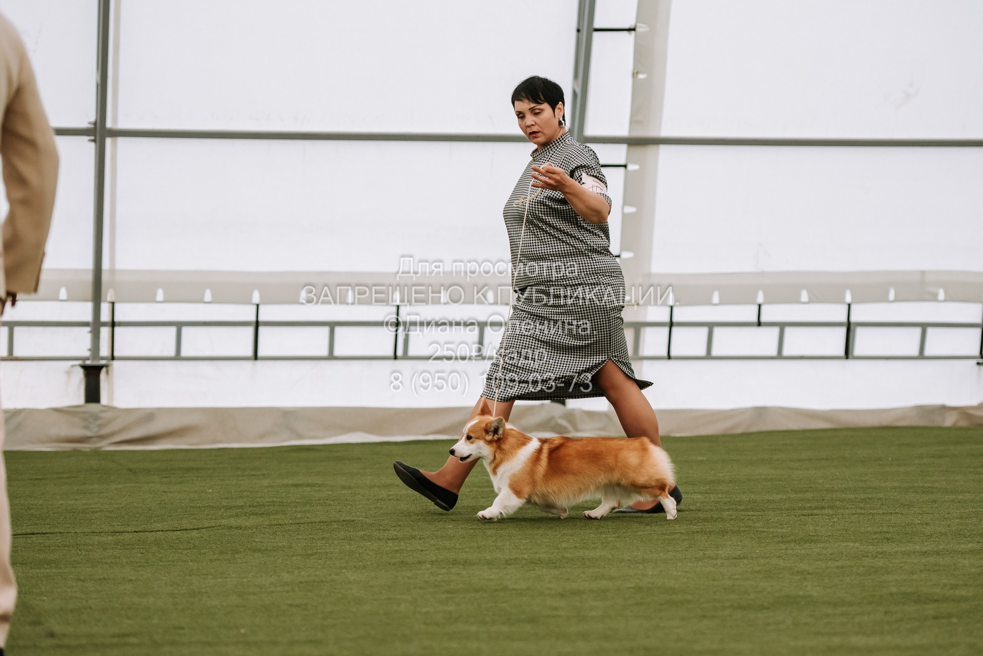 Выставка собак Красноярск 2.06. Фотограф Диана Оленина Красноярск / Братск