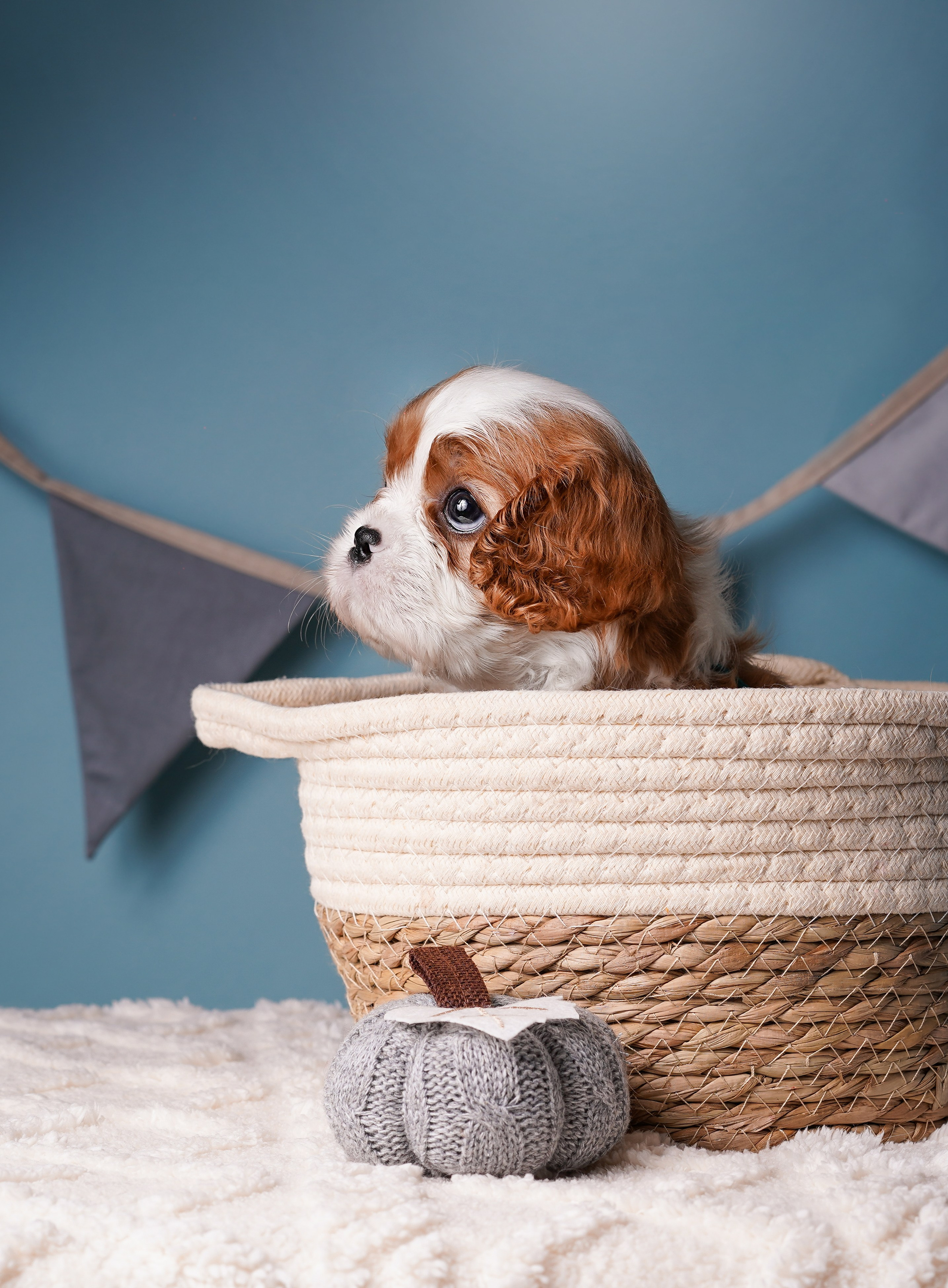 Щенки кавалера. Фотограф-анималист в Санкт-Петербурге Яна Мартынова