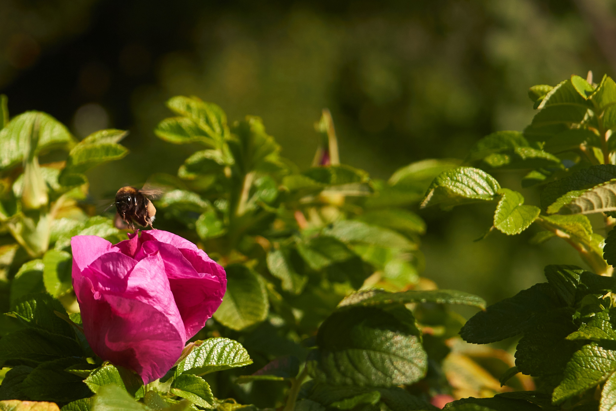 Цветы. Фотограф Сергей Яркин